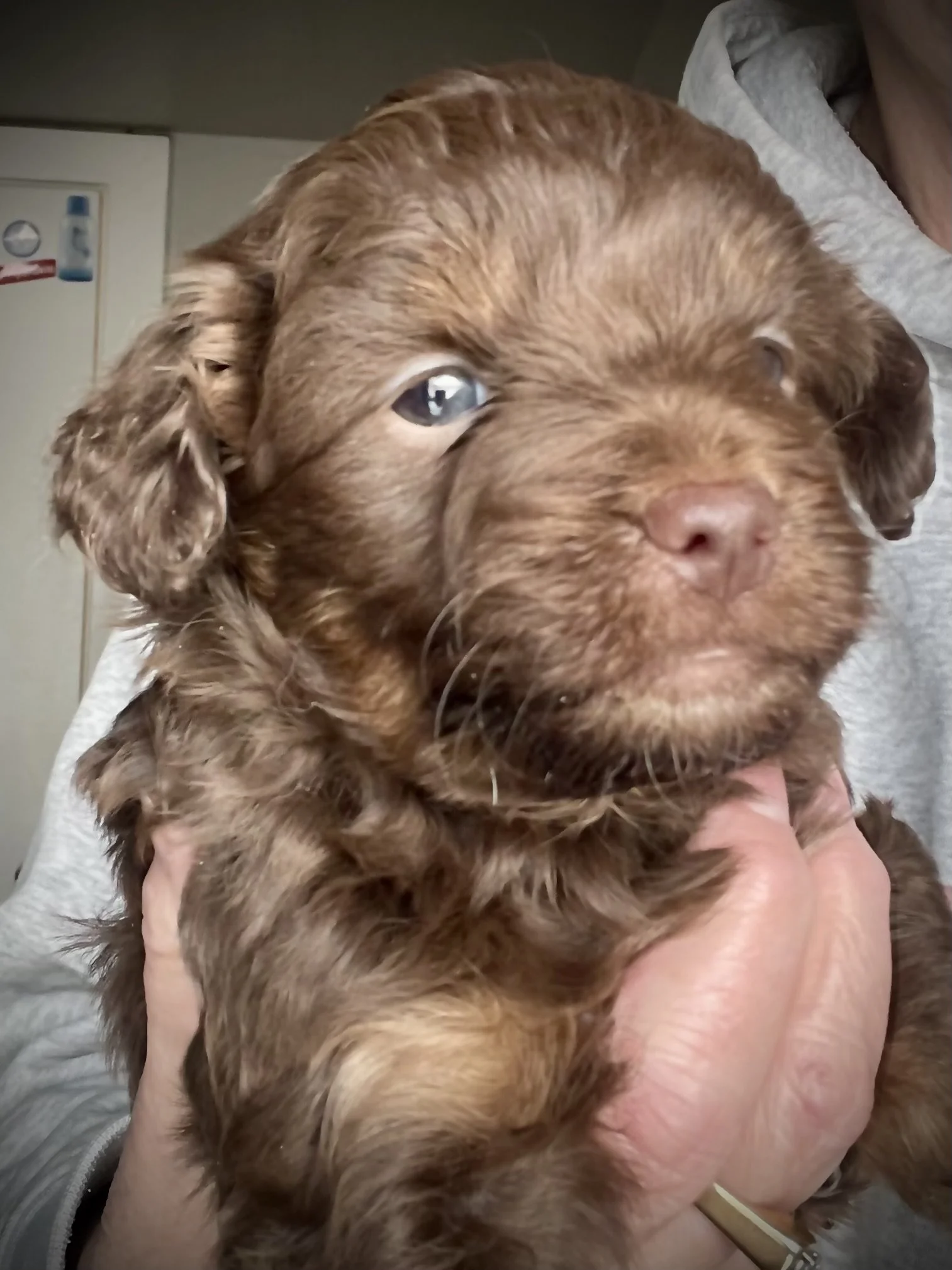 tri brown phantom aussiedoodle