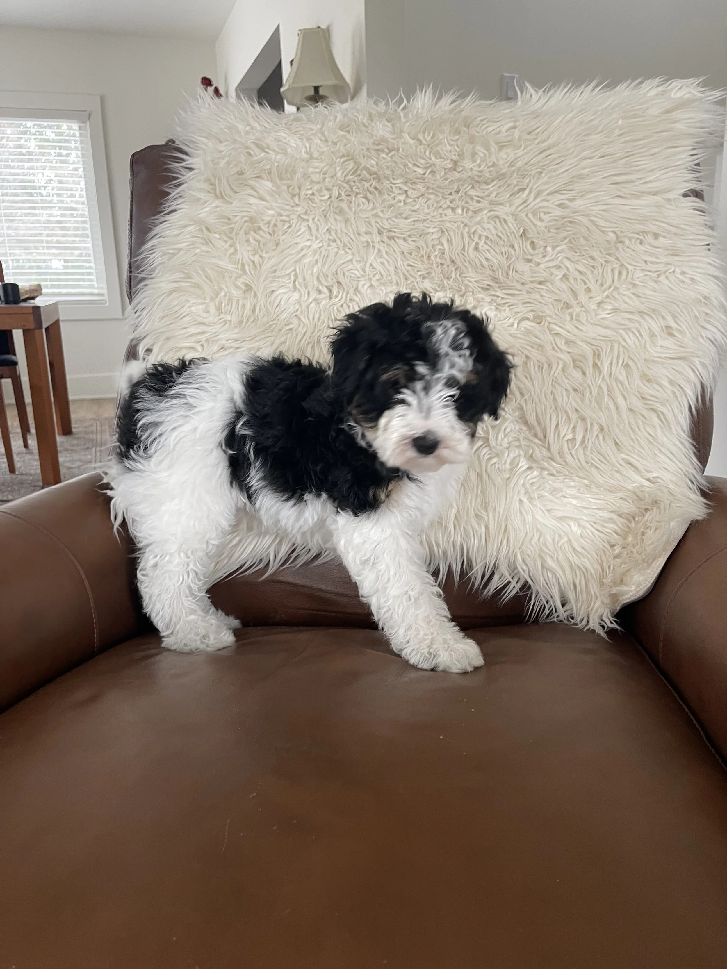 tri blue merle black tri aussiedoodle