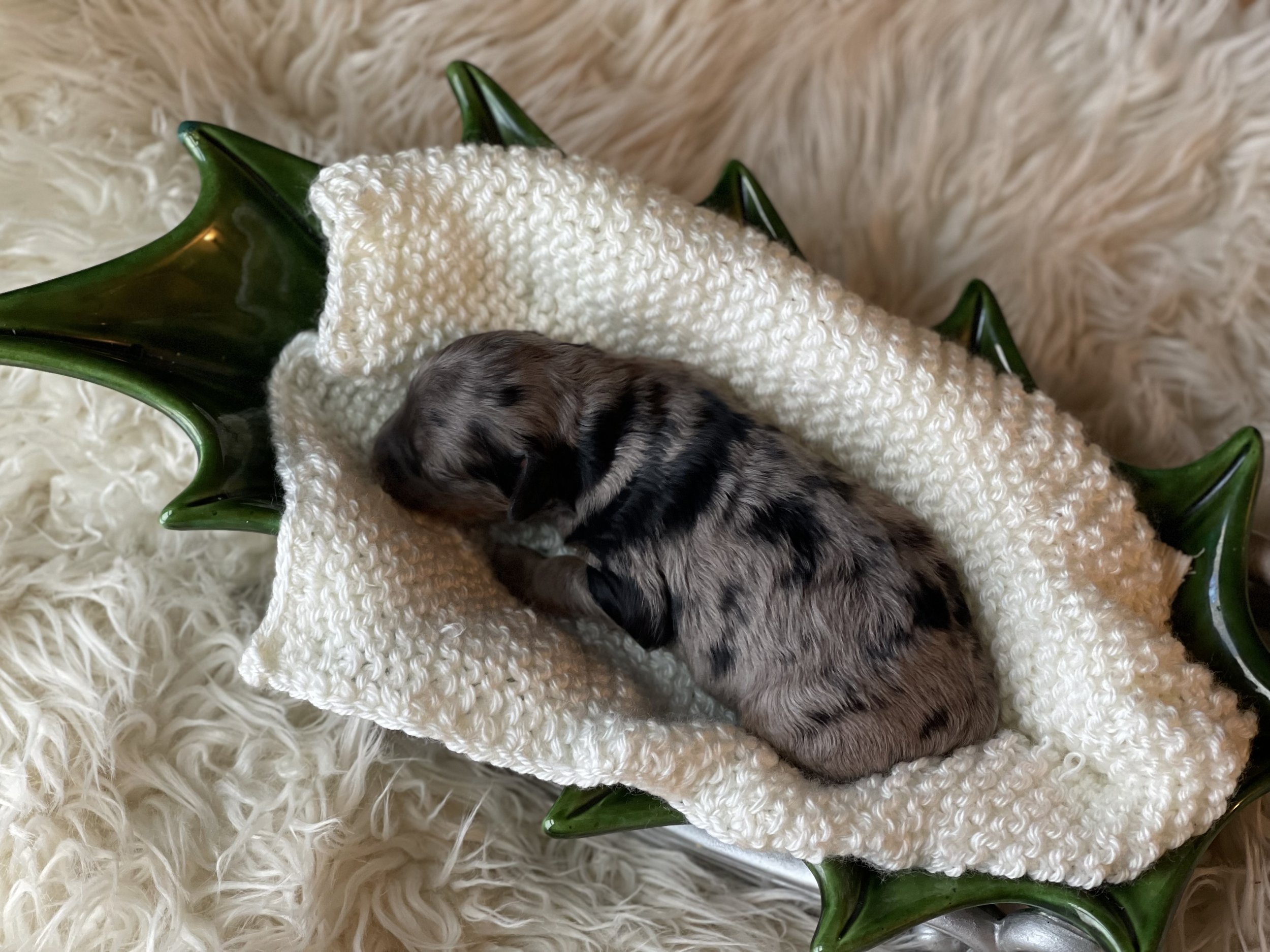 tri blue merle aussiedoodle