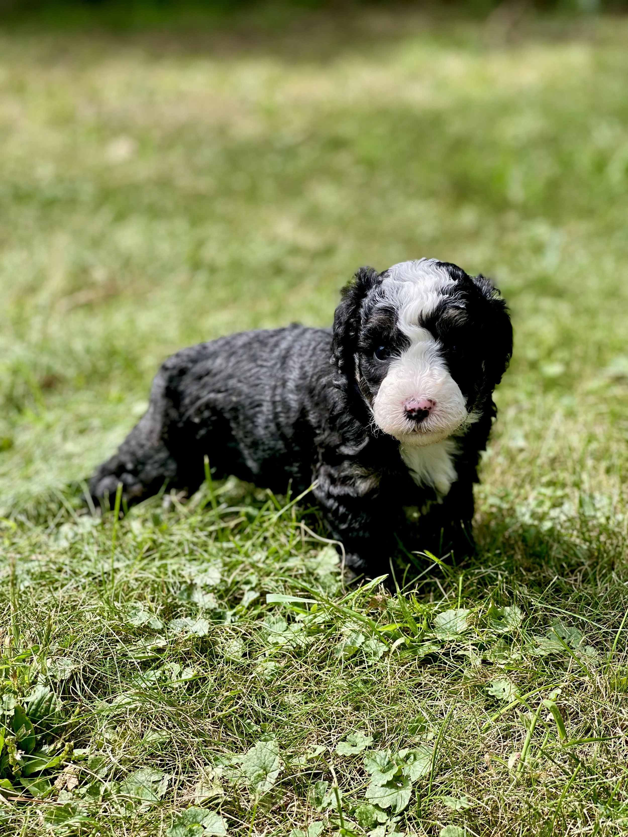 tri tuxedo black tri aussiedoodle