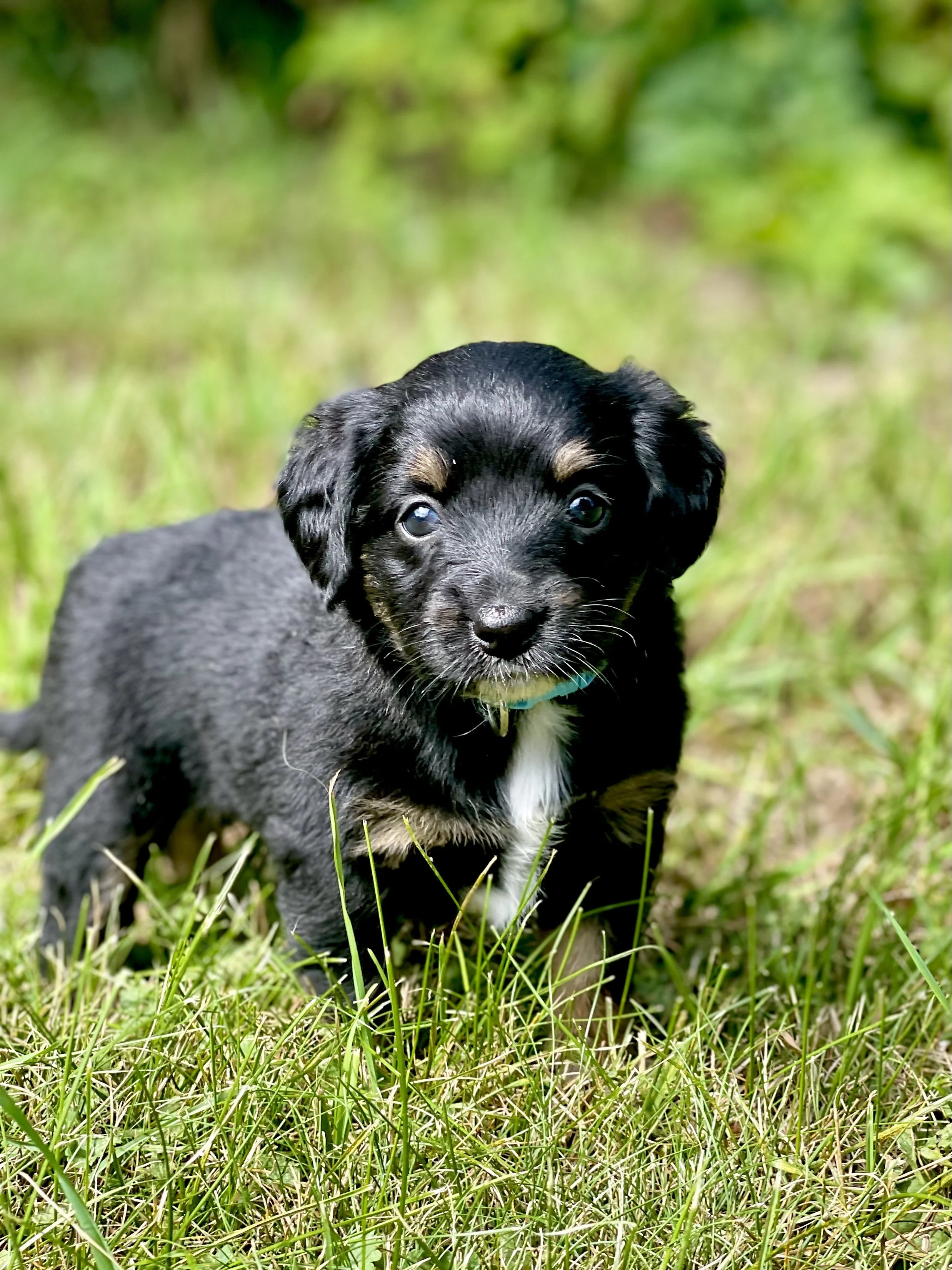 Tuxedo black tri aussiedoodle