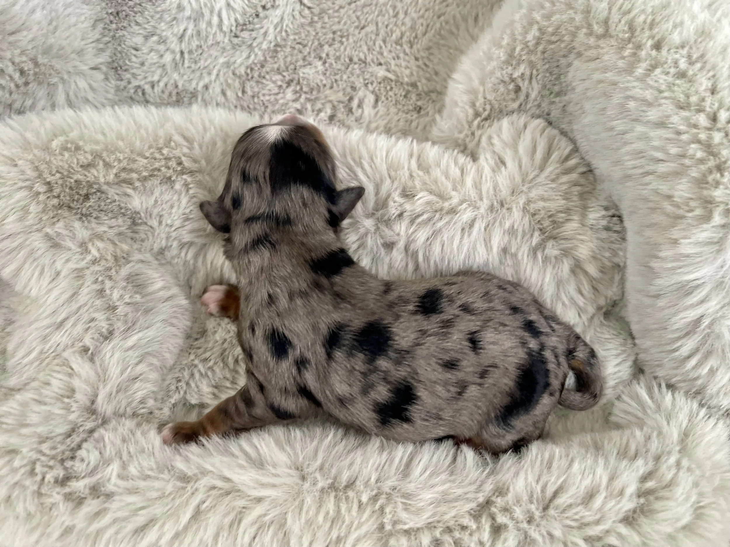 tri blue merle aussiedoodle