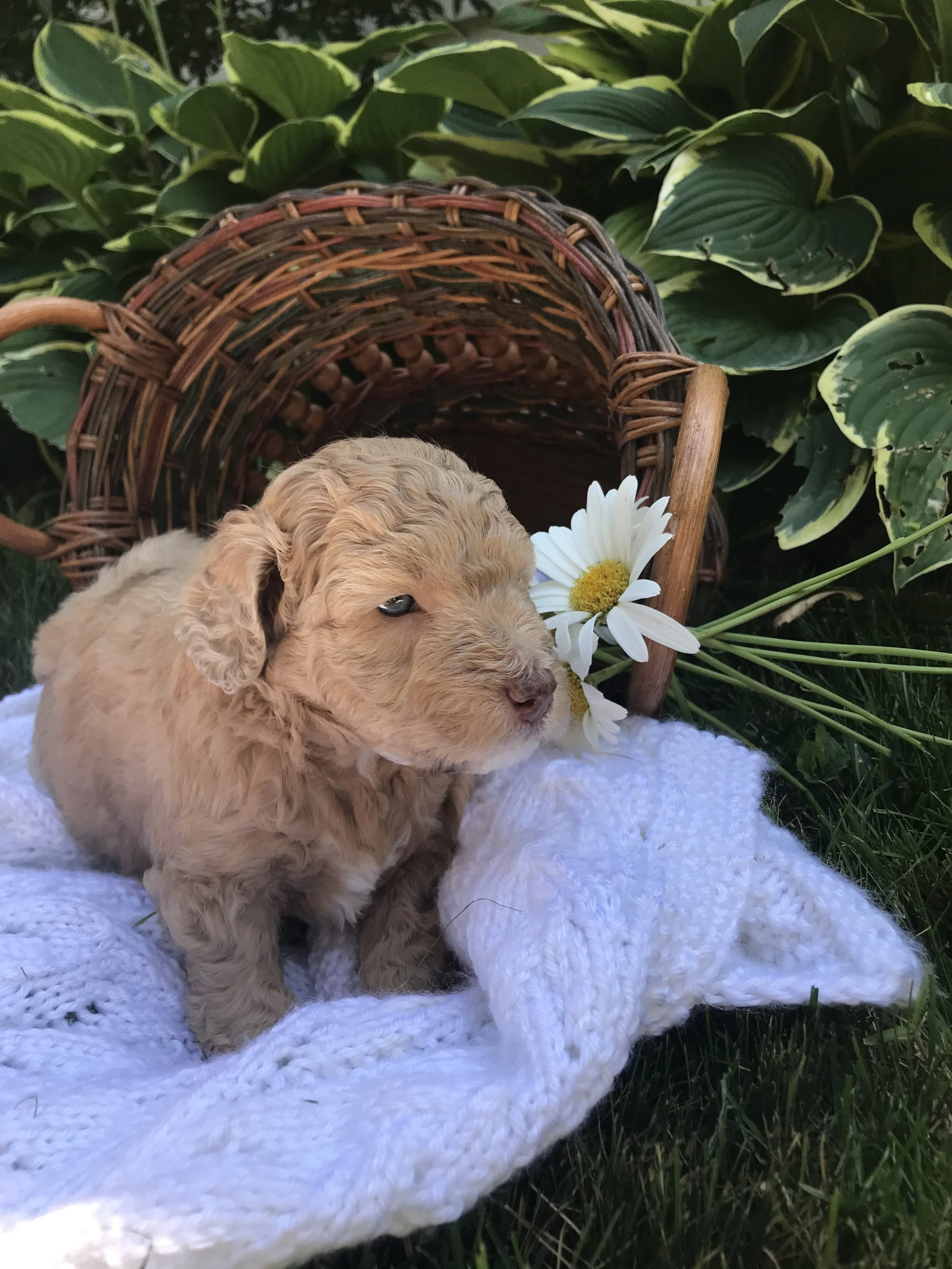 red mini aussiedoodle with green eyes