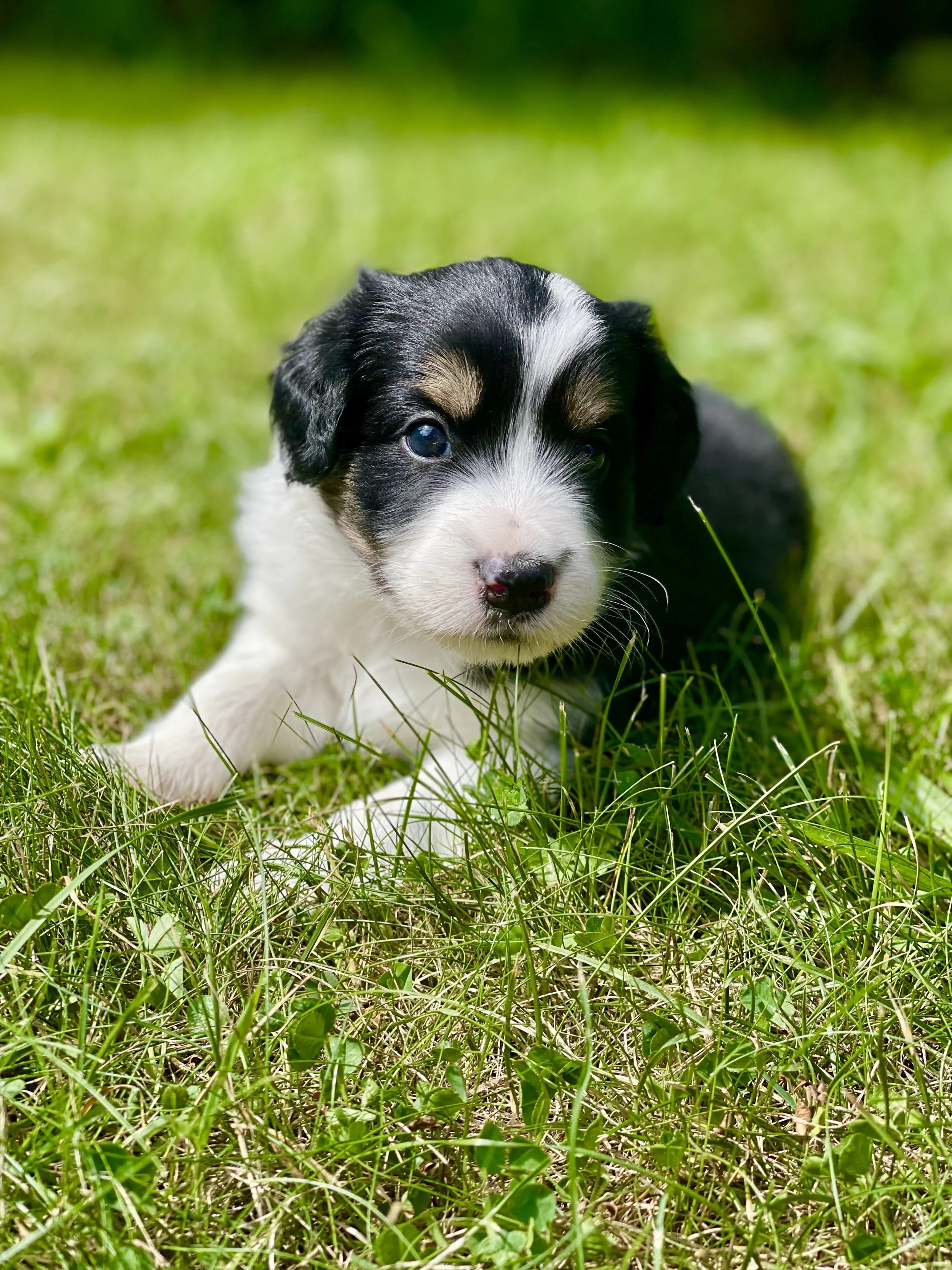 tri blue merle black tri aussiedoodle