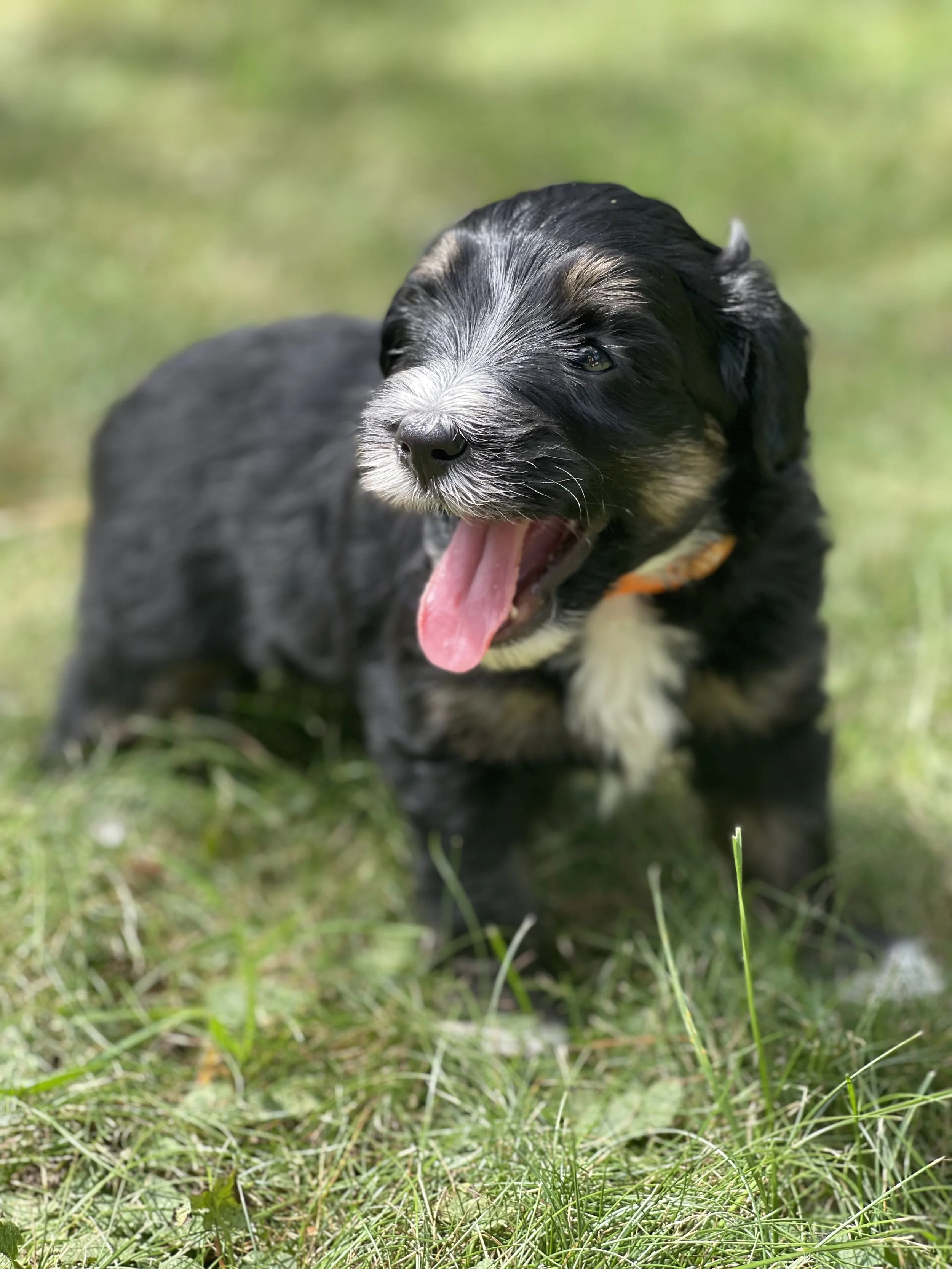 Tuxedo black tri aussiedoodle