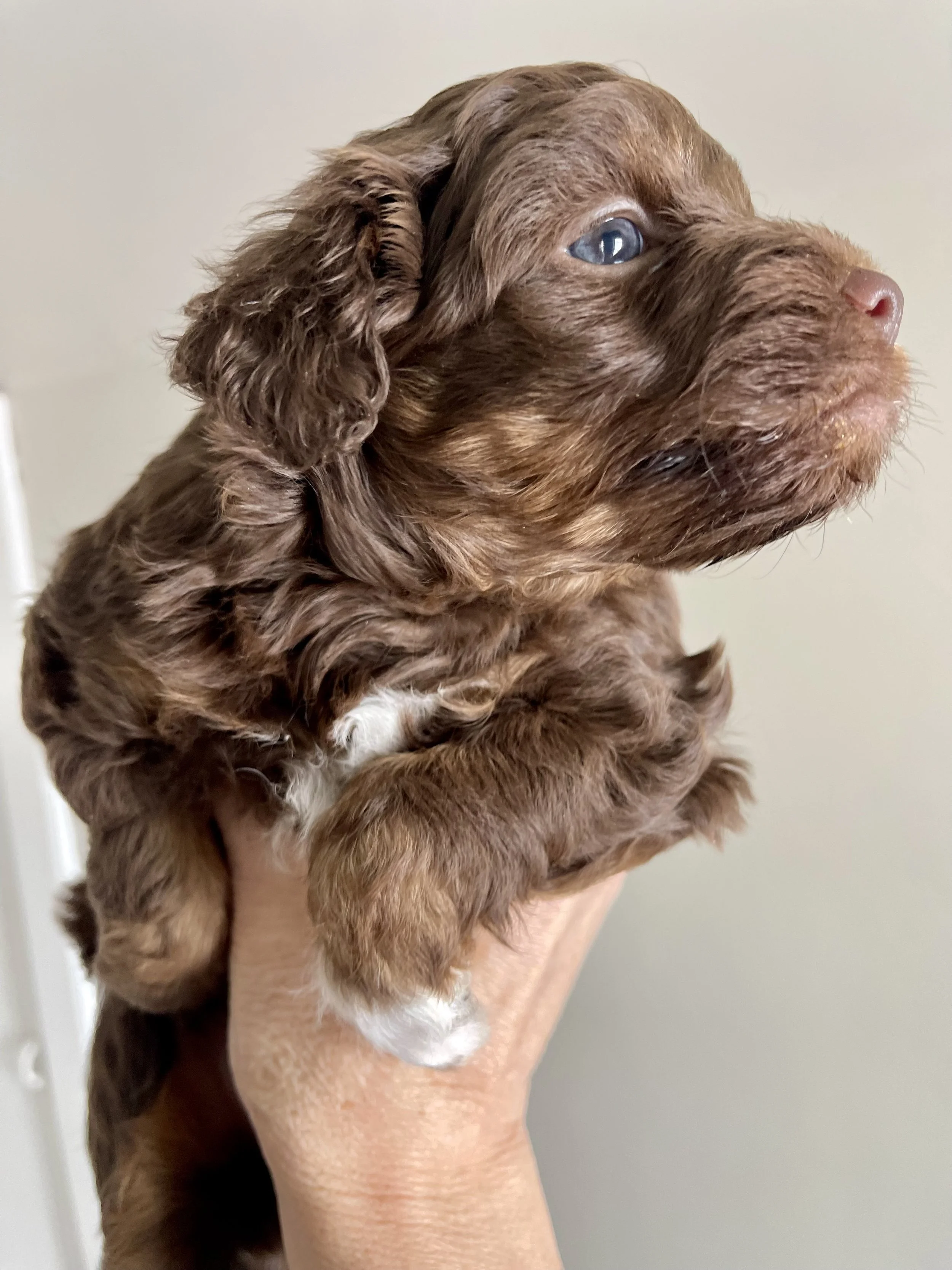 tri brown phantom aussiedoodle
