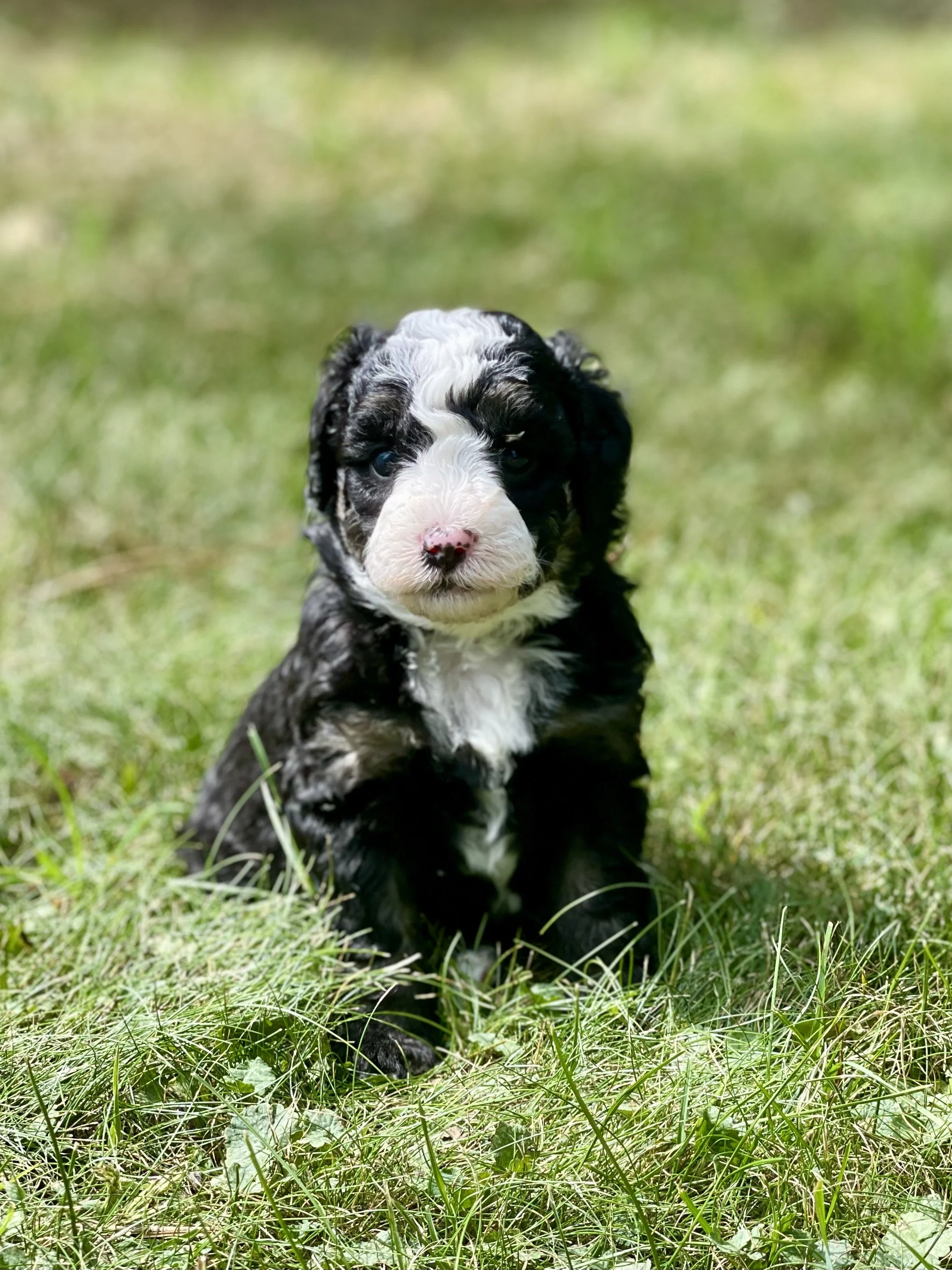 Tri Tuxedo black tri aussiedoodle