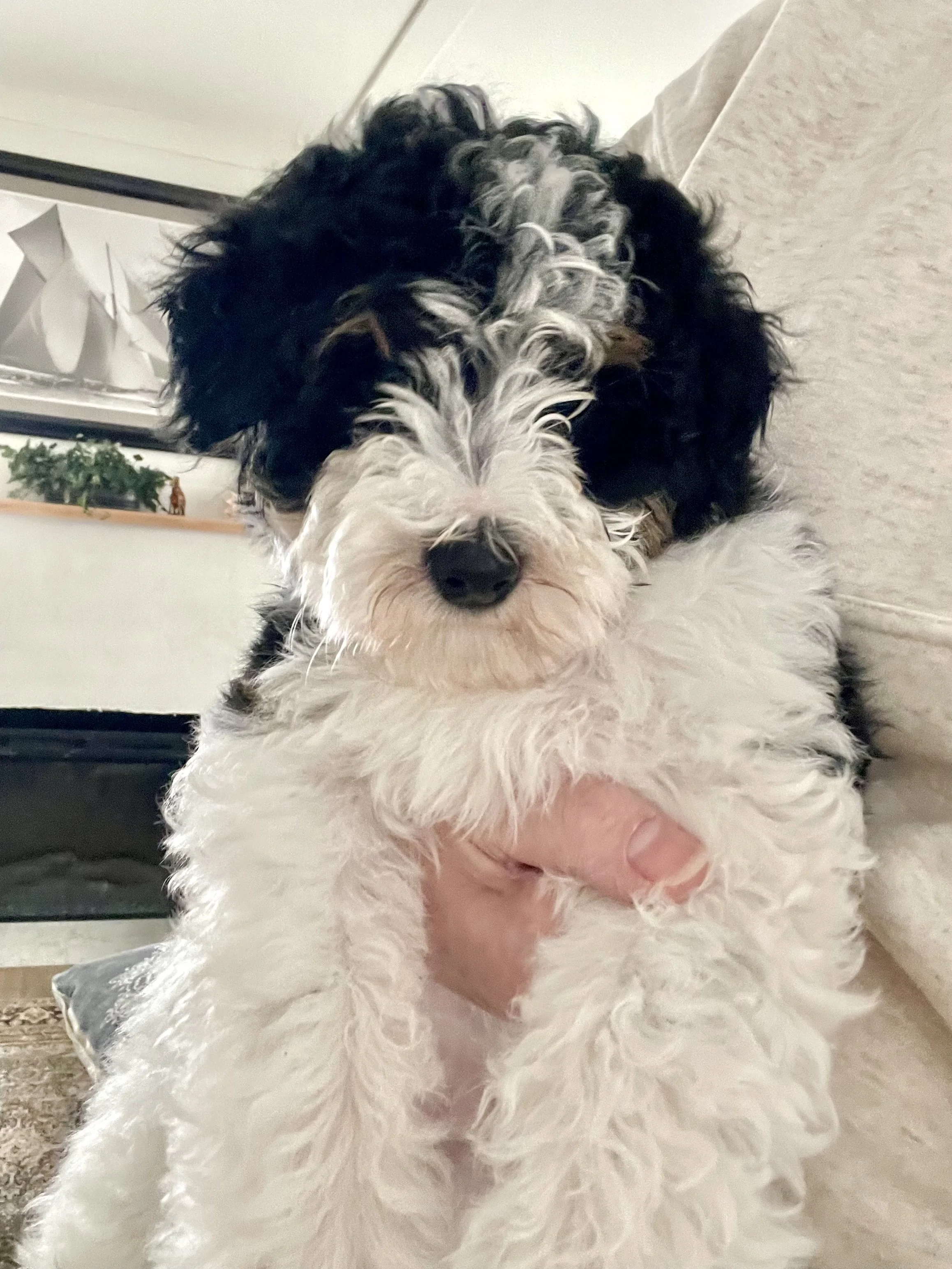 tri blue merle black tri auussiedoodle