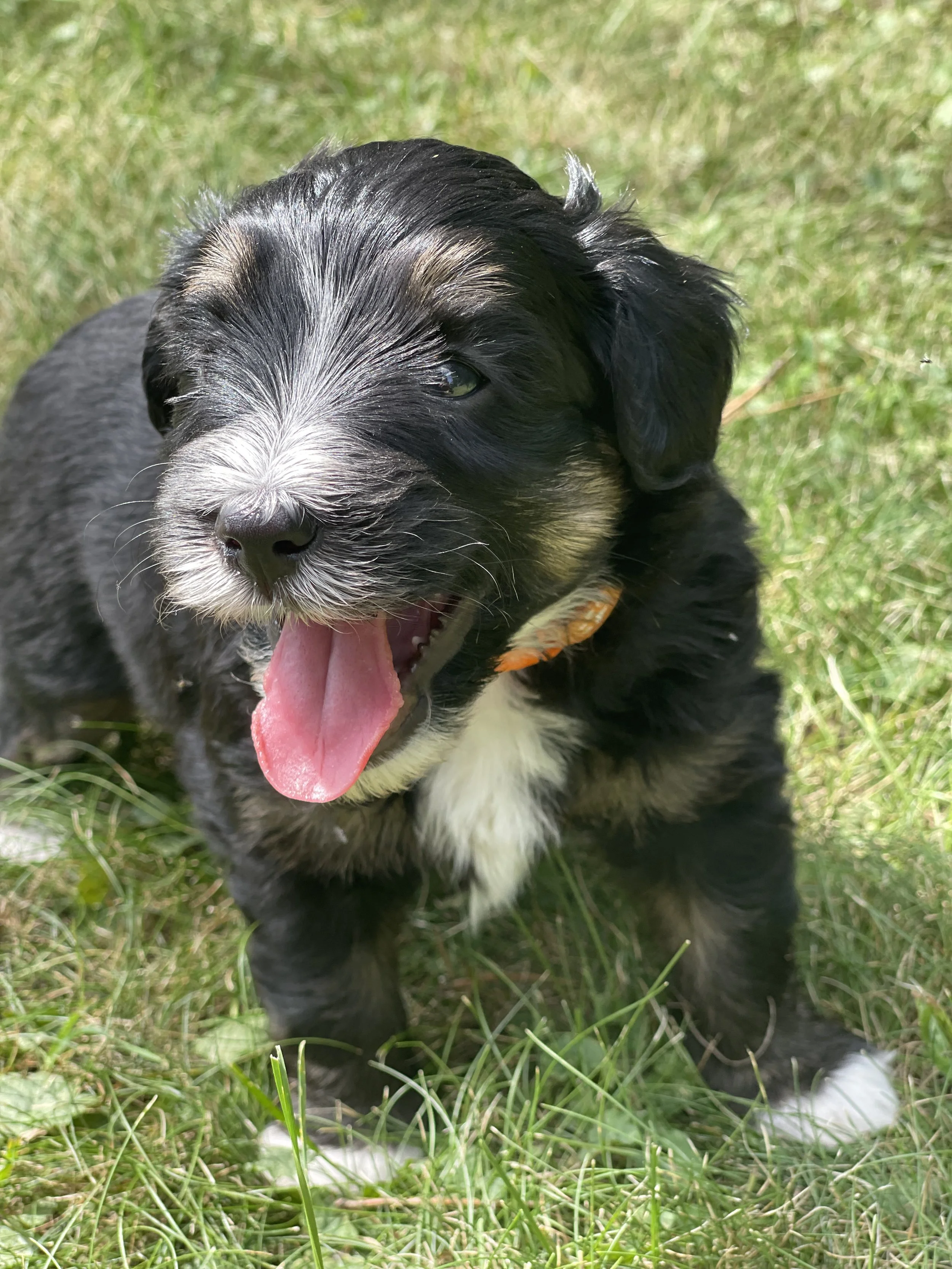 Tuxedo black tri aussiedoodle