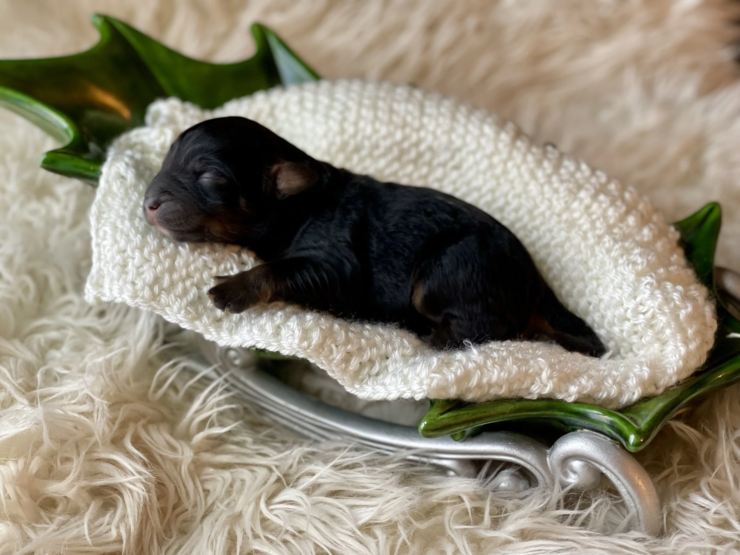 tri black phantom aussiedoodle