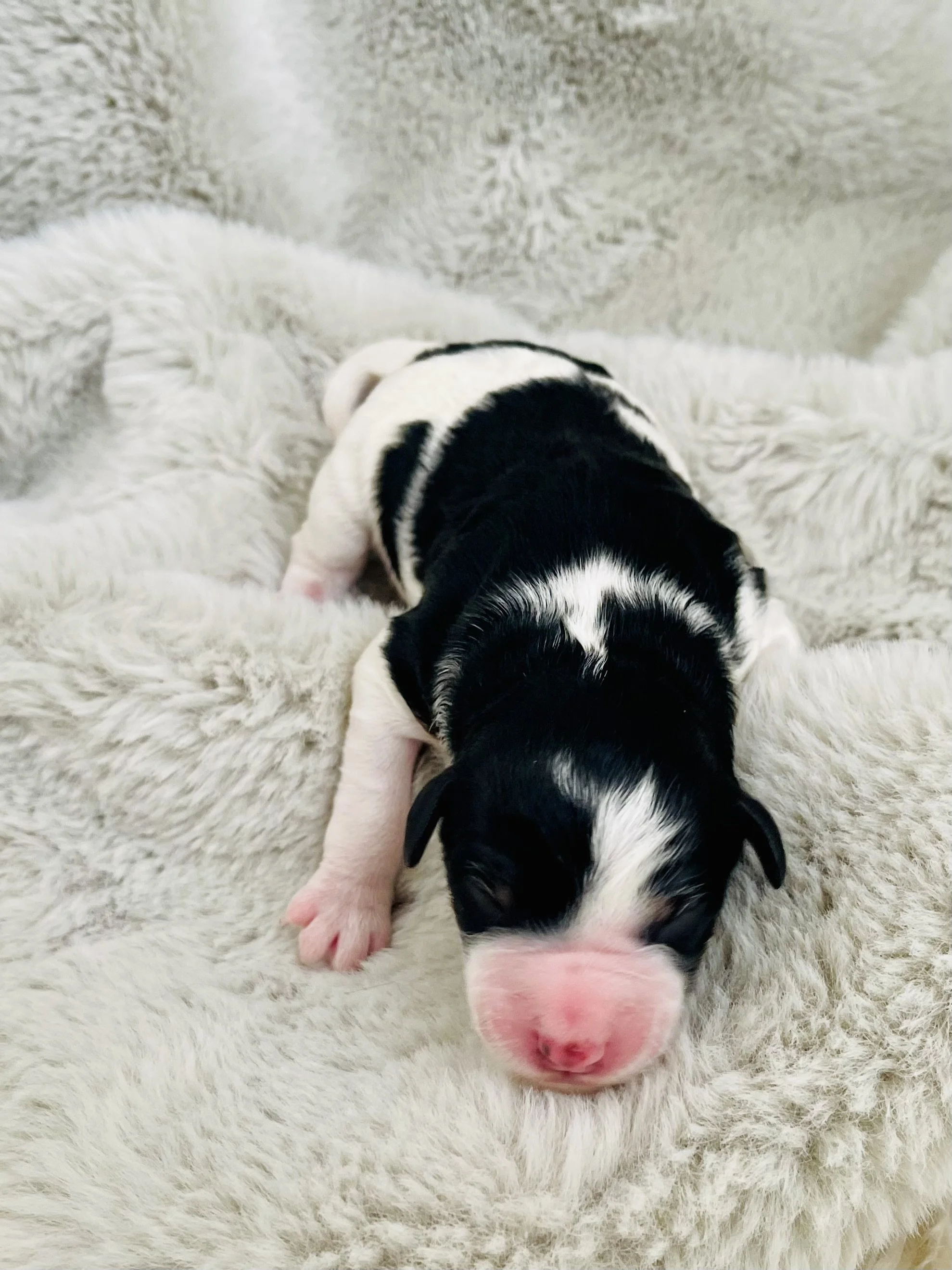 tri blue merle black tri auussiedoodle