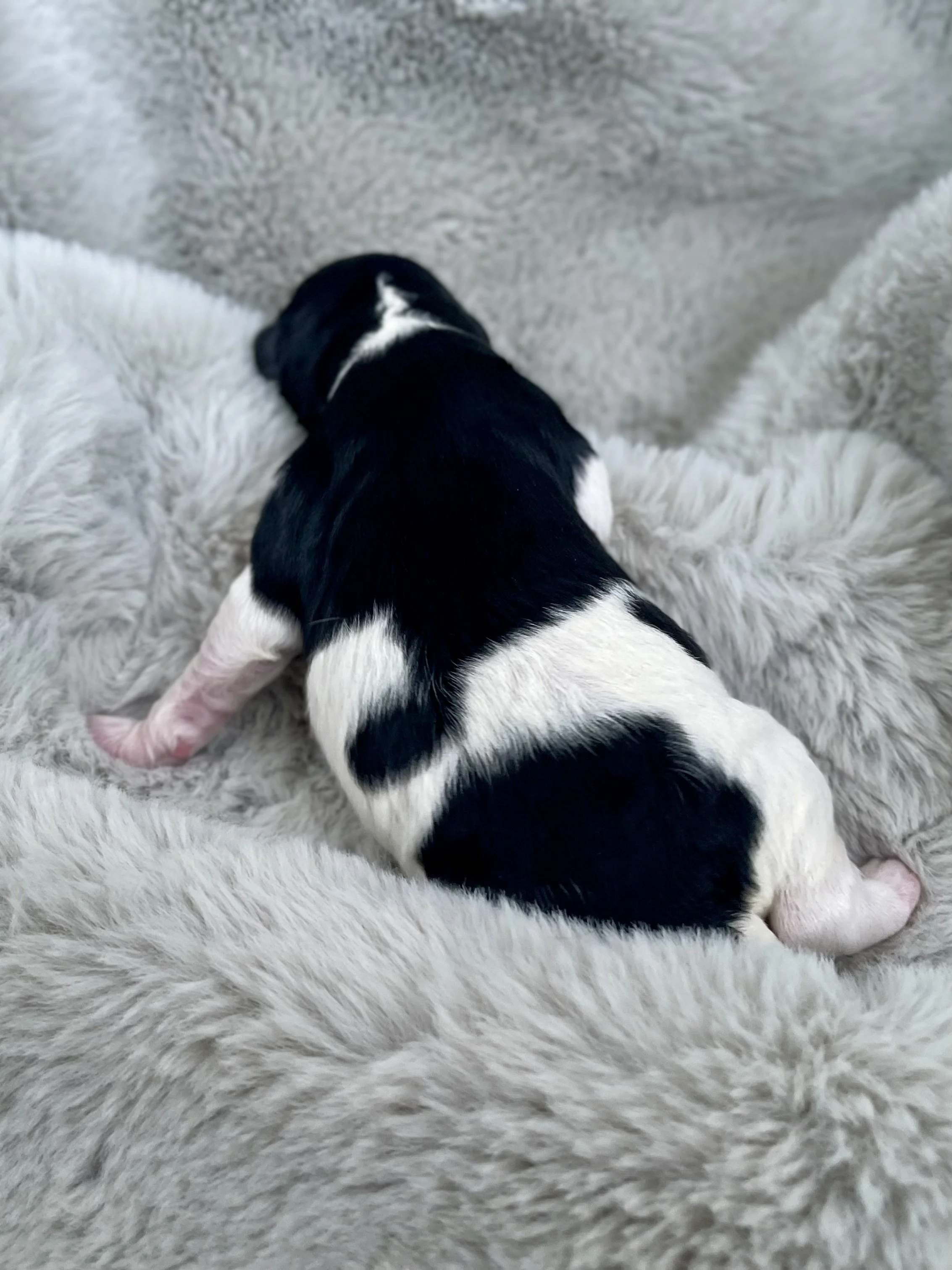 tri blue merle black tri aussiedoodle