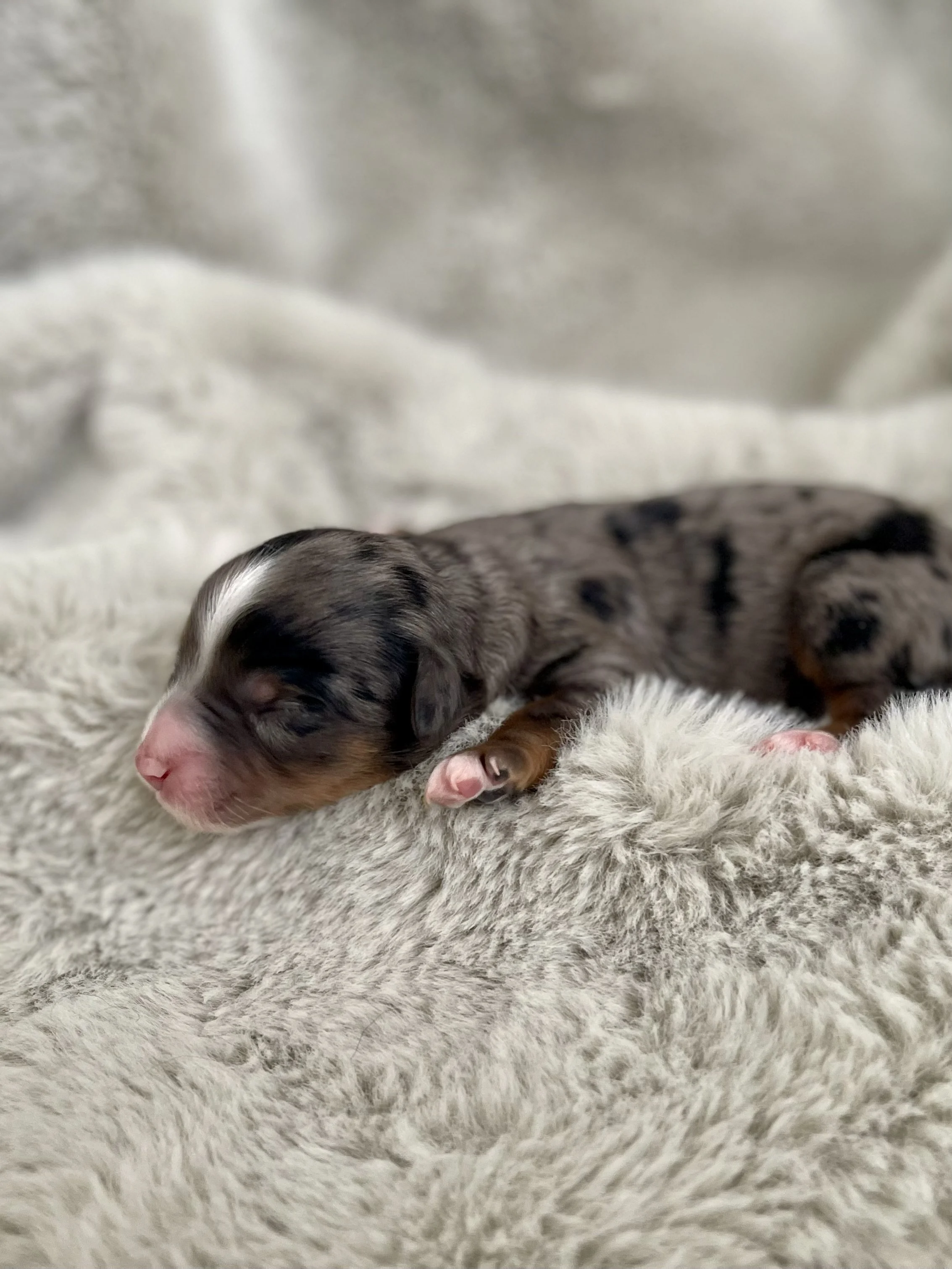 tri blue merle aussiedoodle