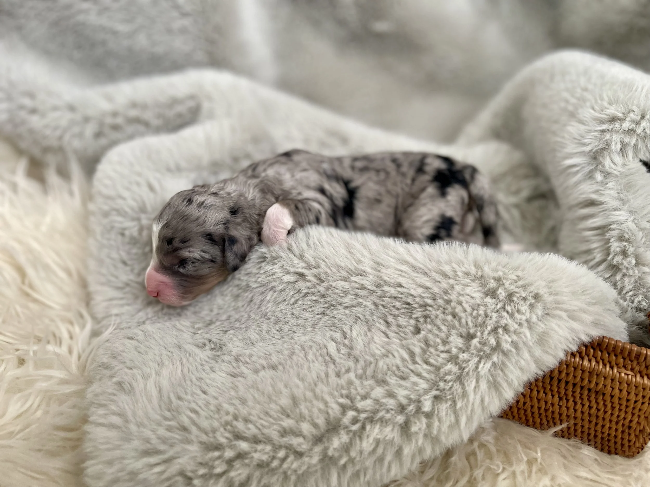 tri blue merle aussiedoodle