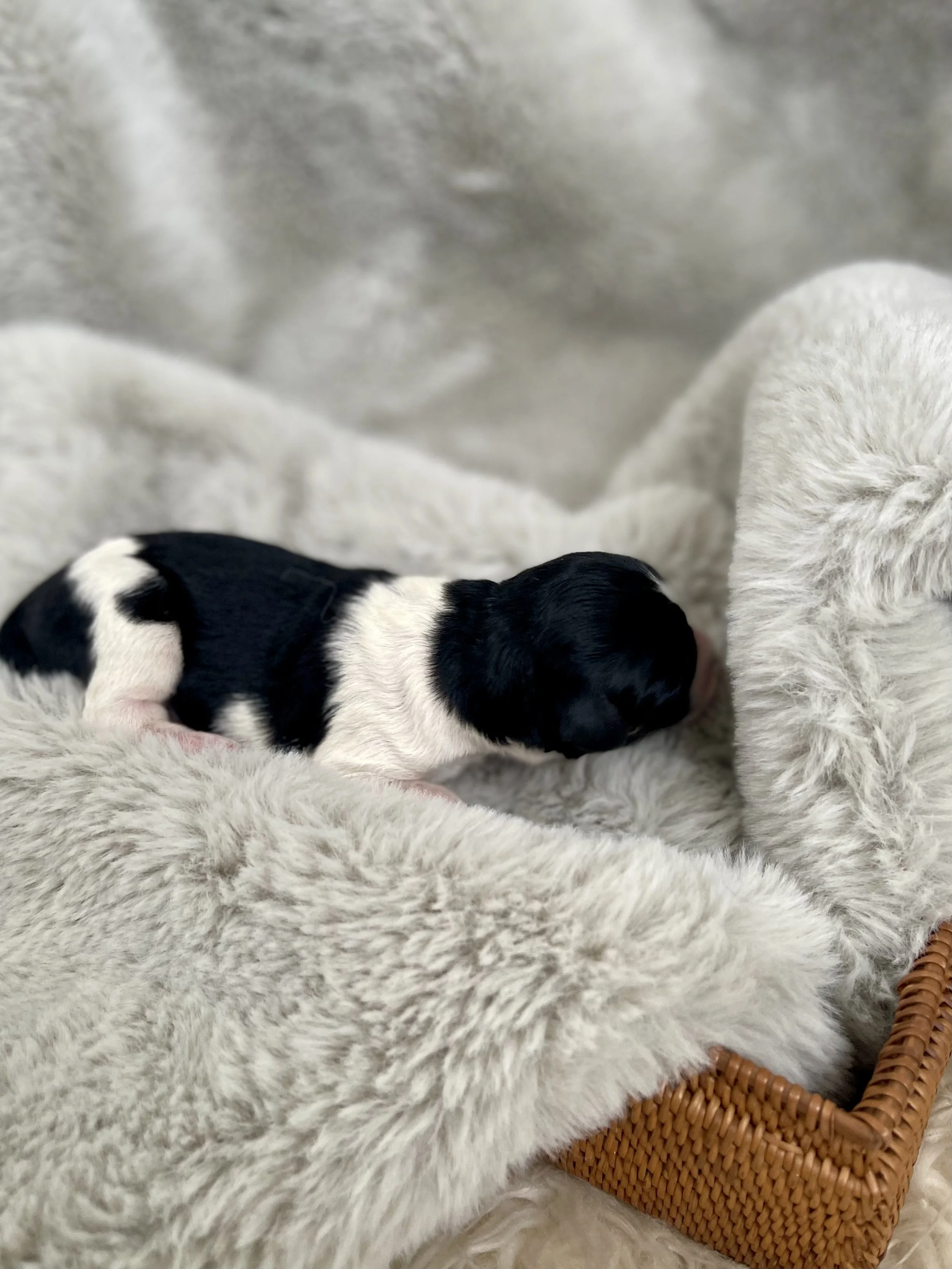 tri blue merle aussiedoodle
