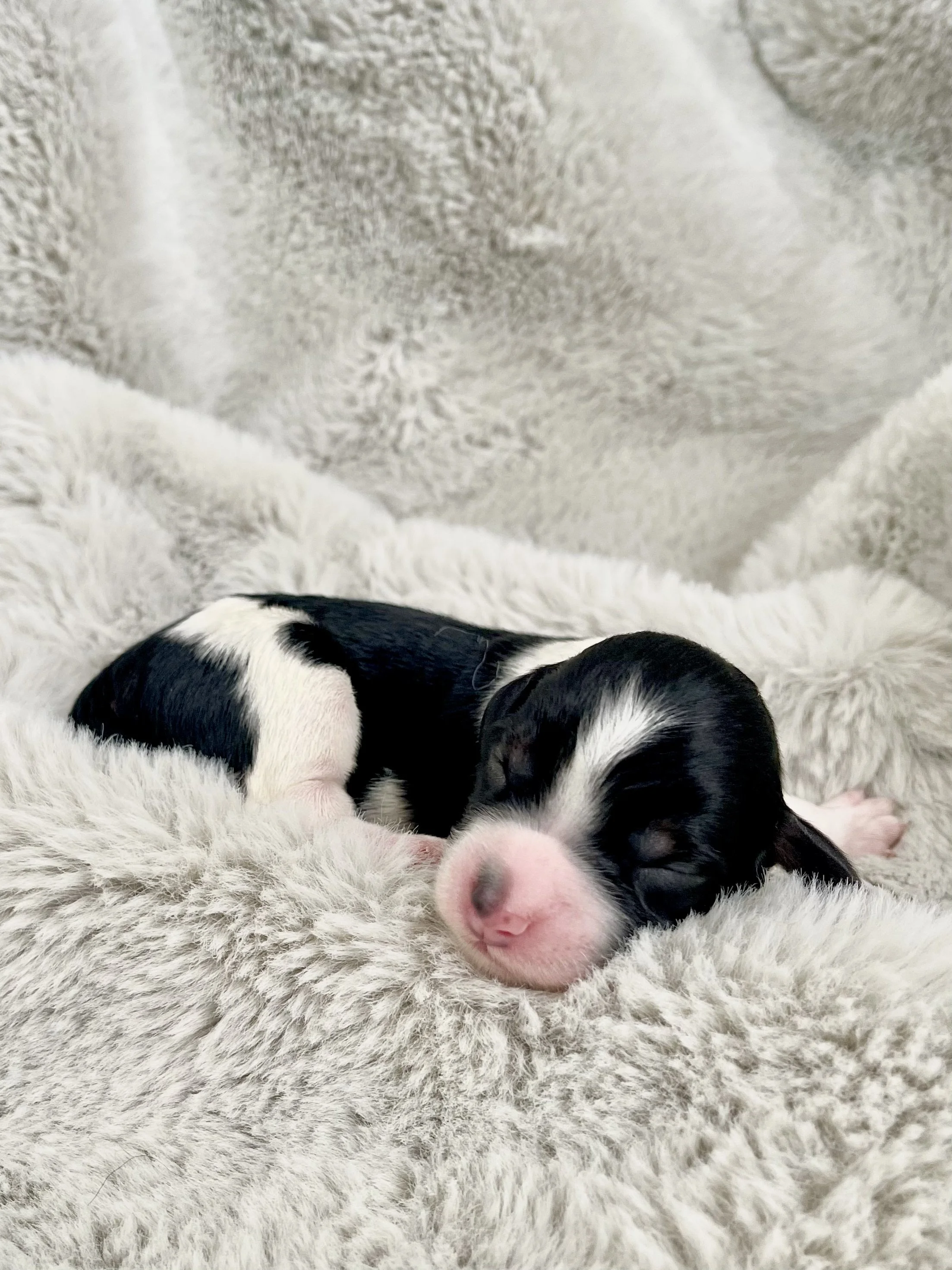 Tri blue merle aussiedoodle