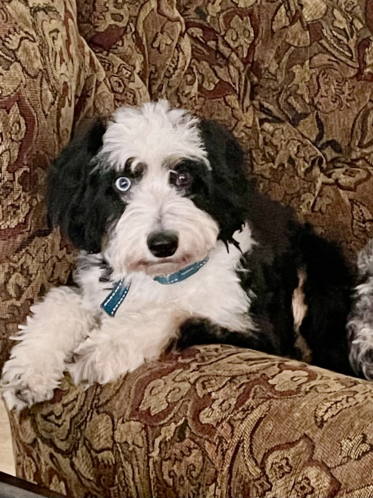 tri blue merle black tri aussiedoodle
