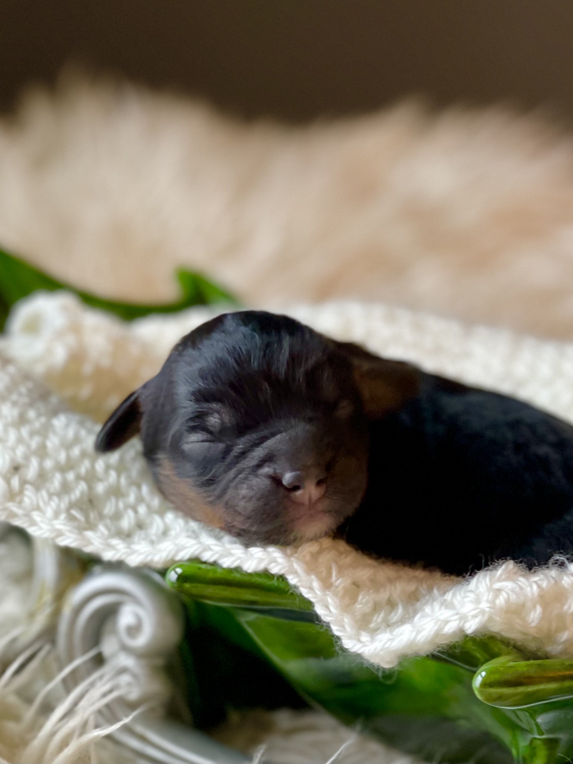 tri black phantom auussiedoodle