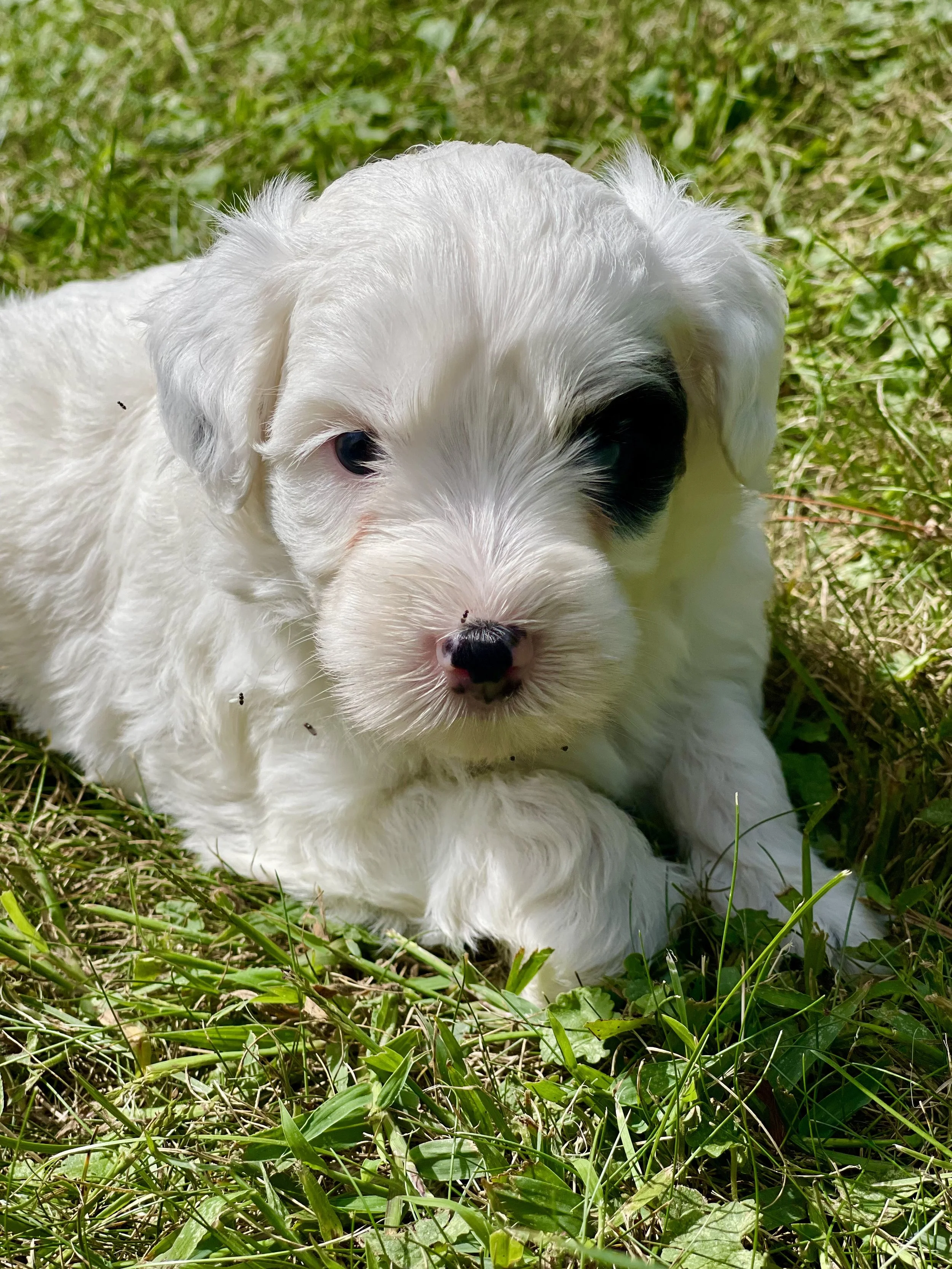 Black and white parti aussiedoodle