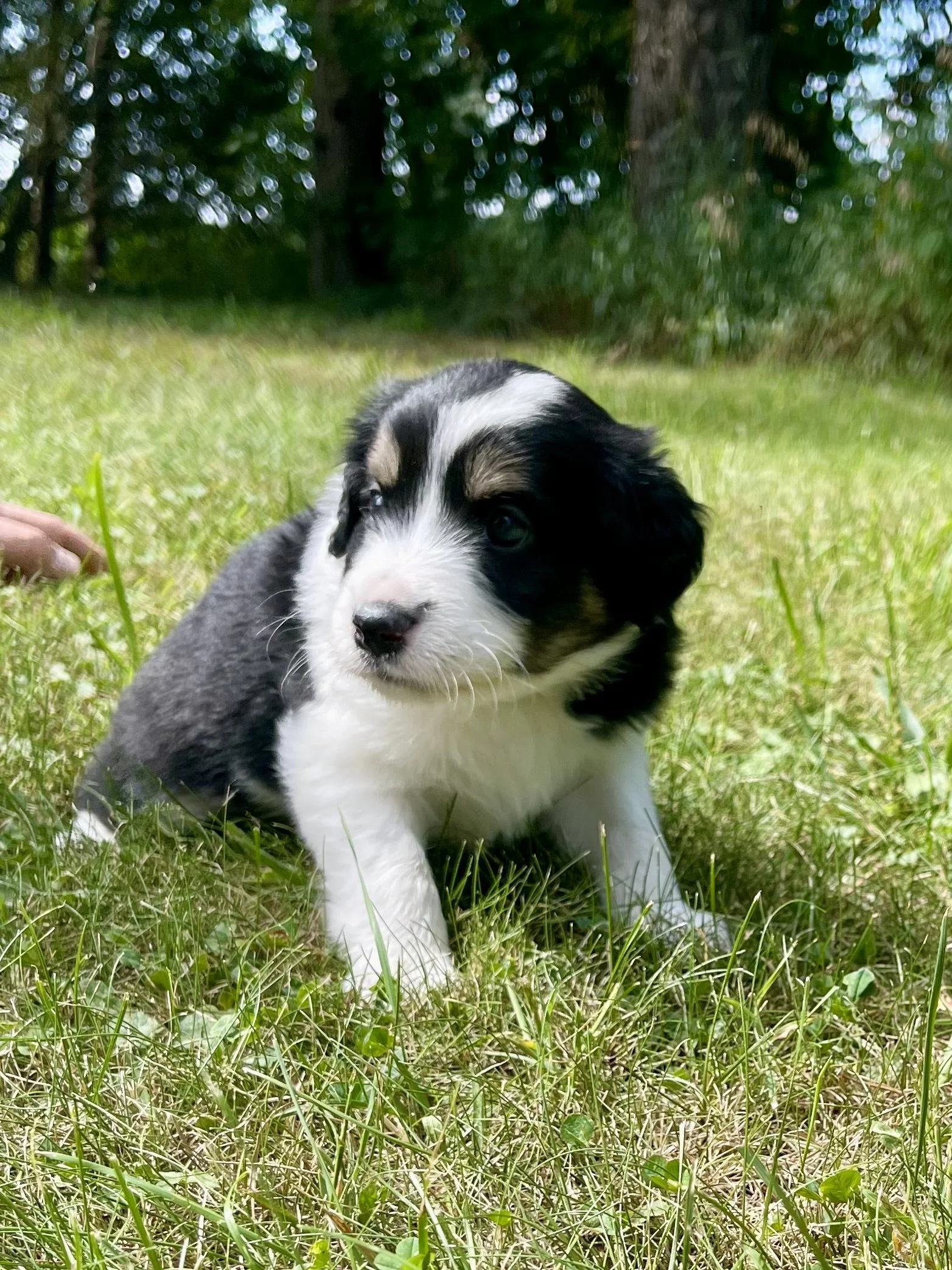 Tri Tuxedo black tri aussiedoodle