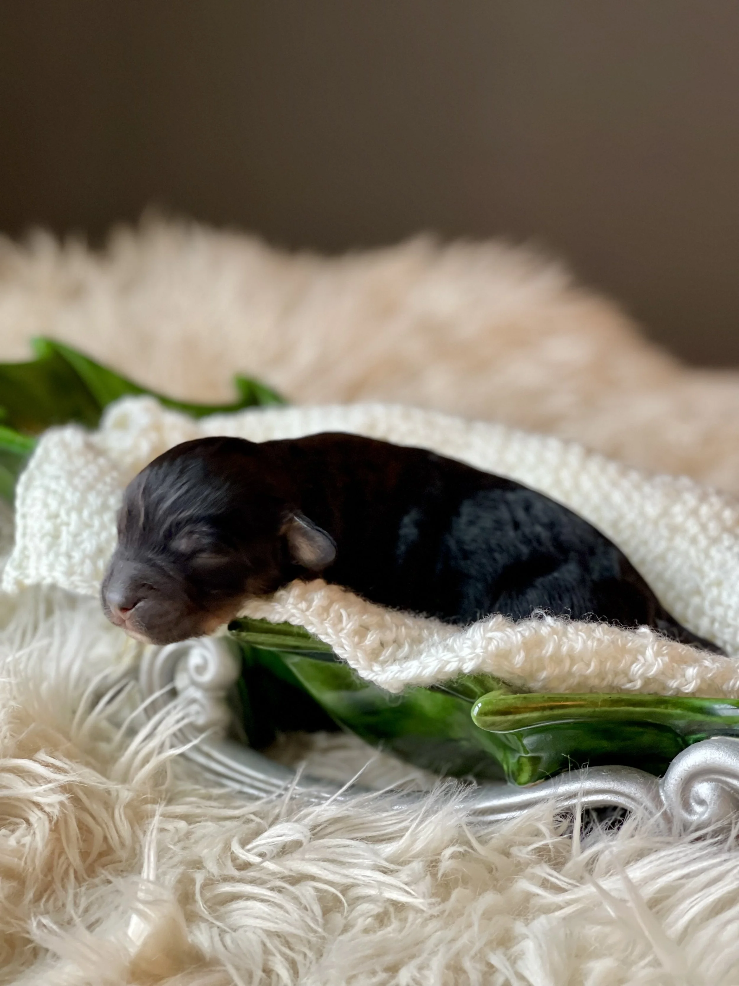 Tri black phantom aussiedoodle