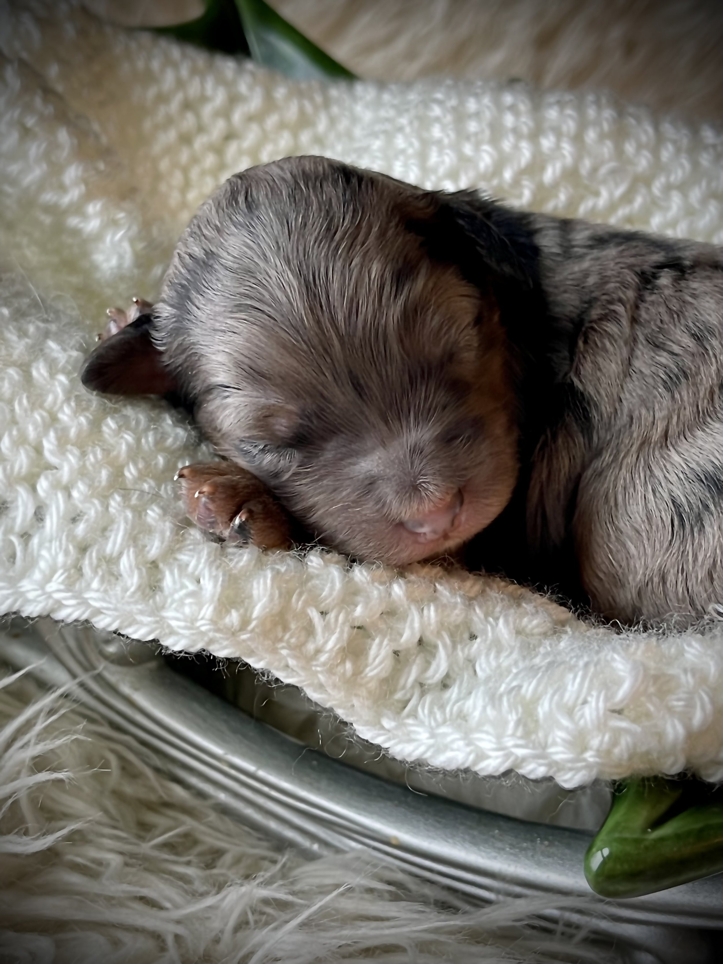tri blue merle aussiedoodle, mini aussidoodle