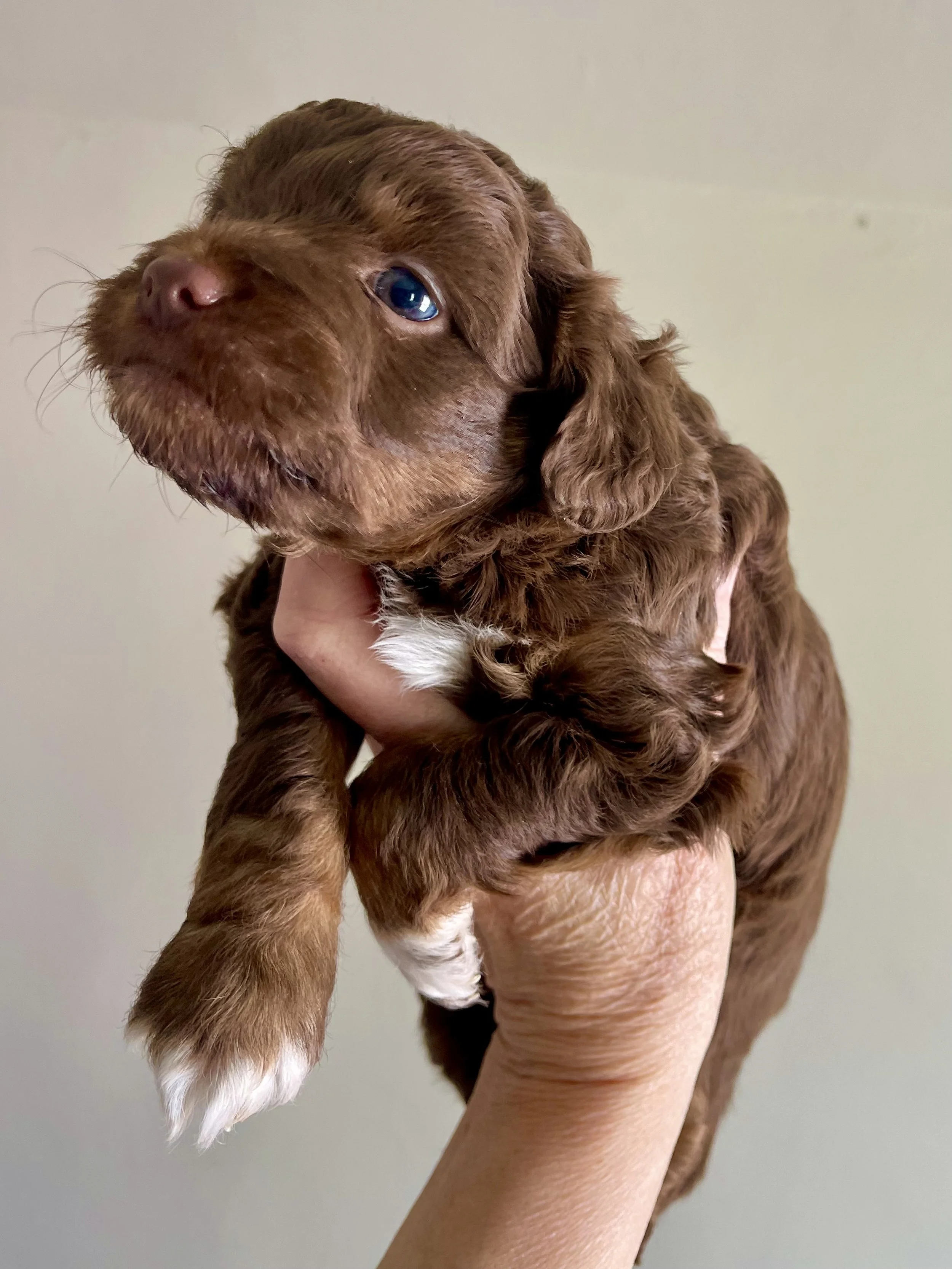 tri brown phantom aussiedoodle