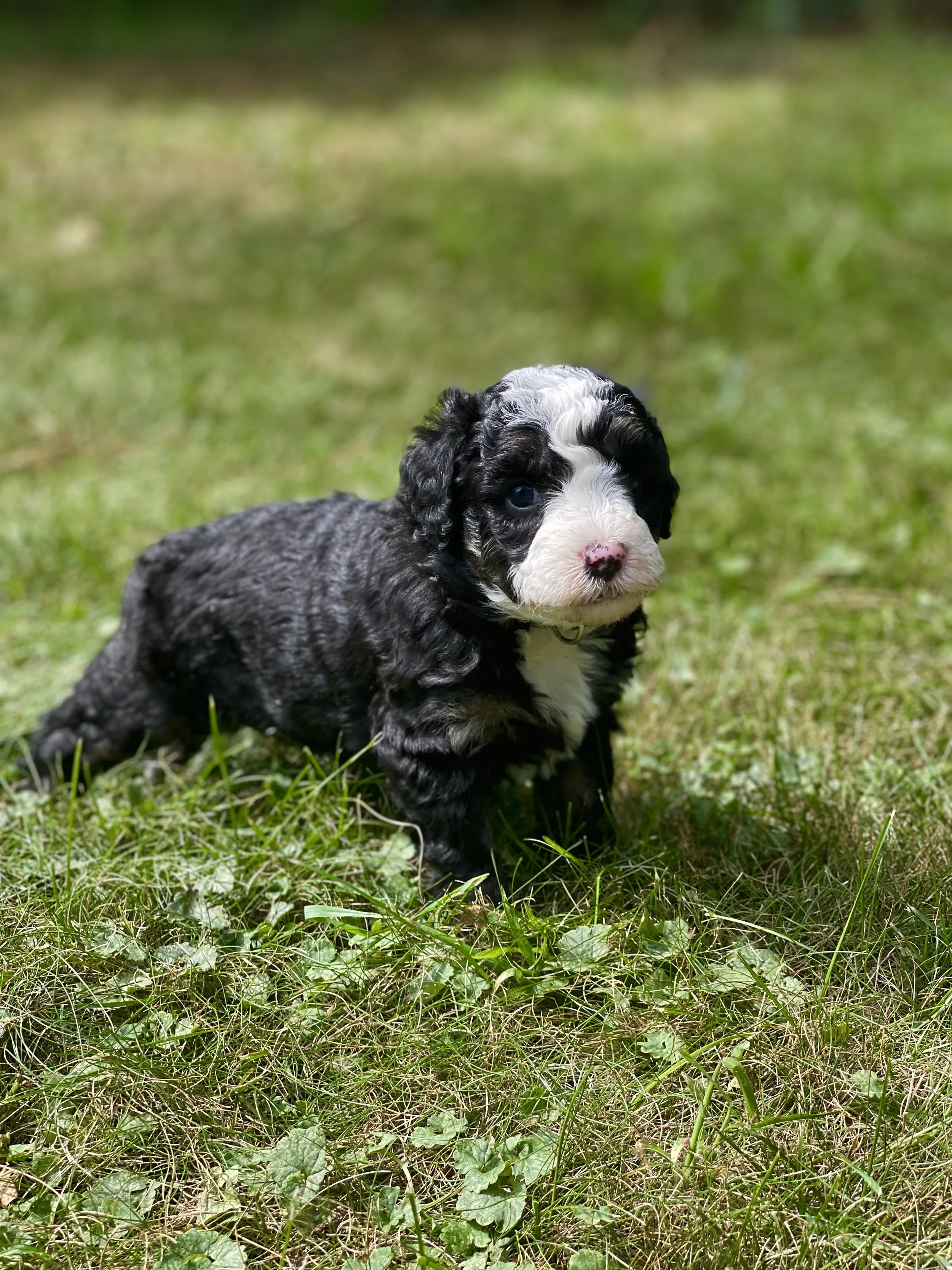  tri Tuxedo black tri aussiedoodle