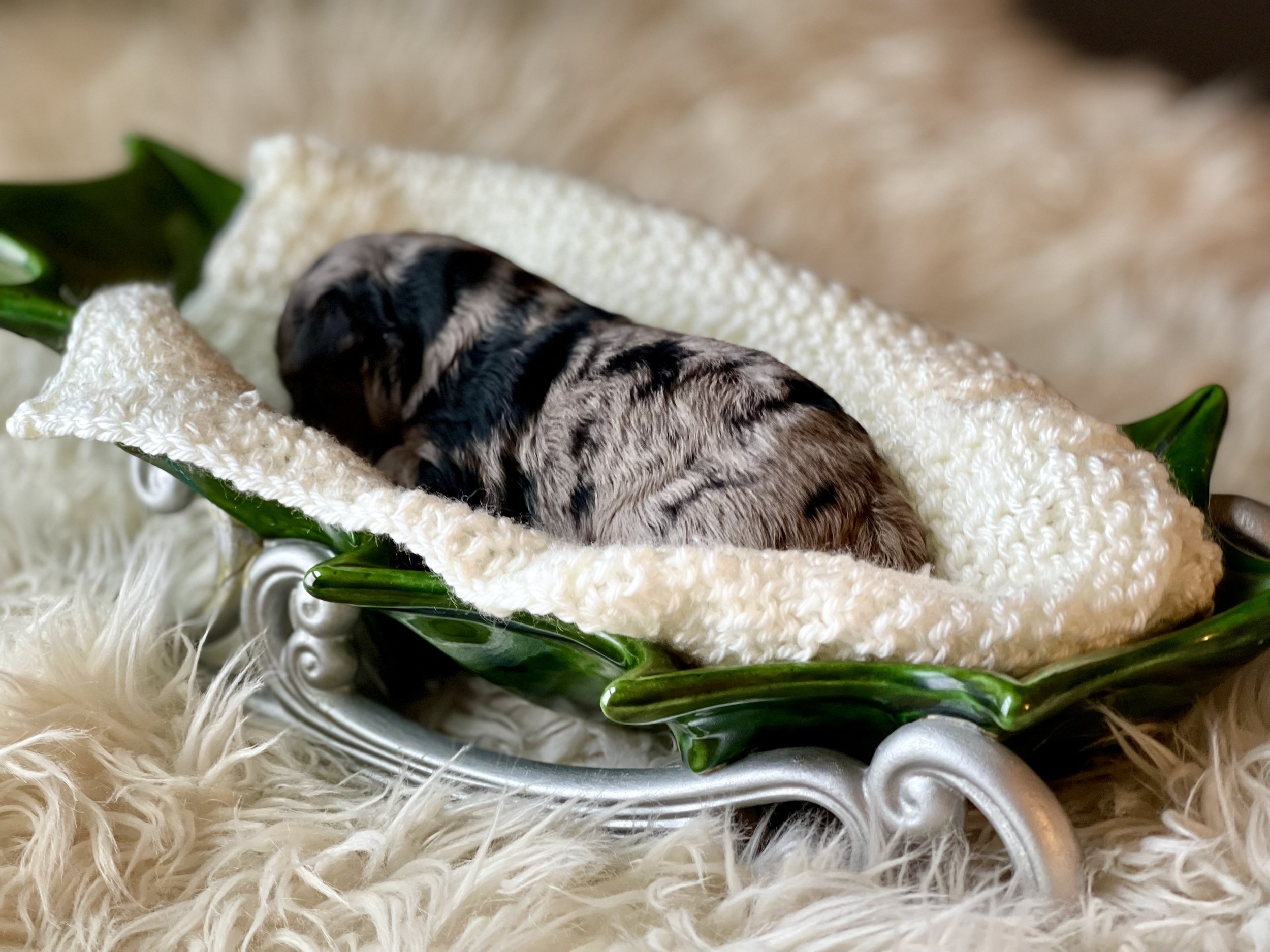tri blue merle aussiedoodle