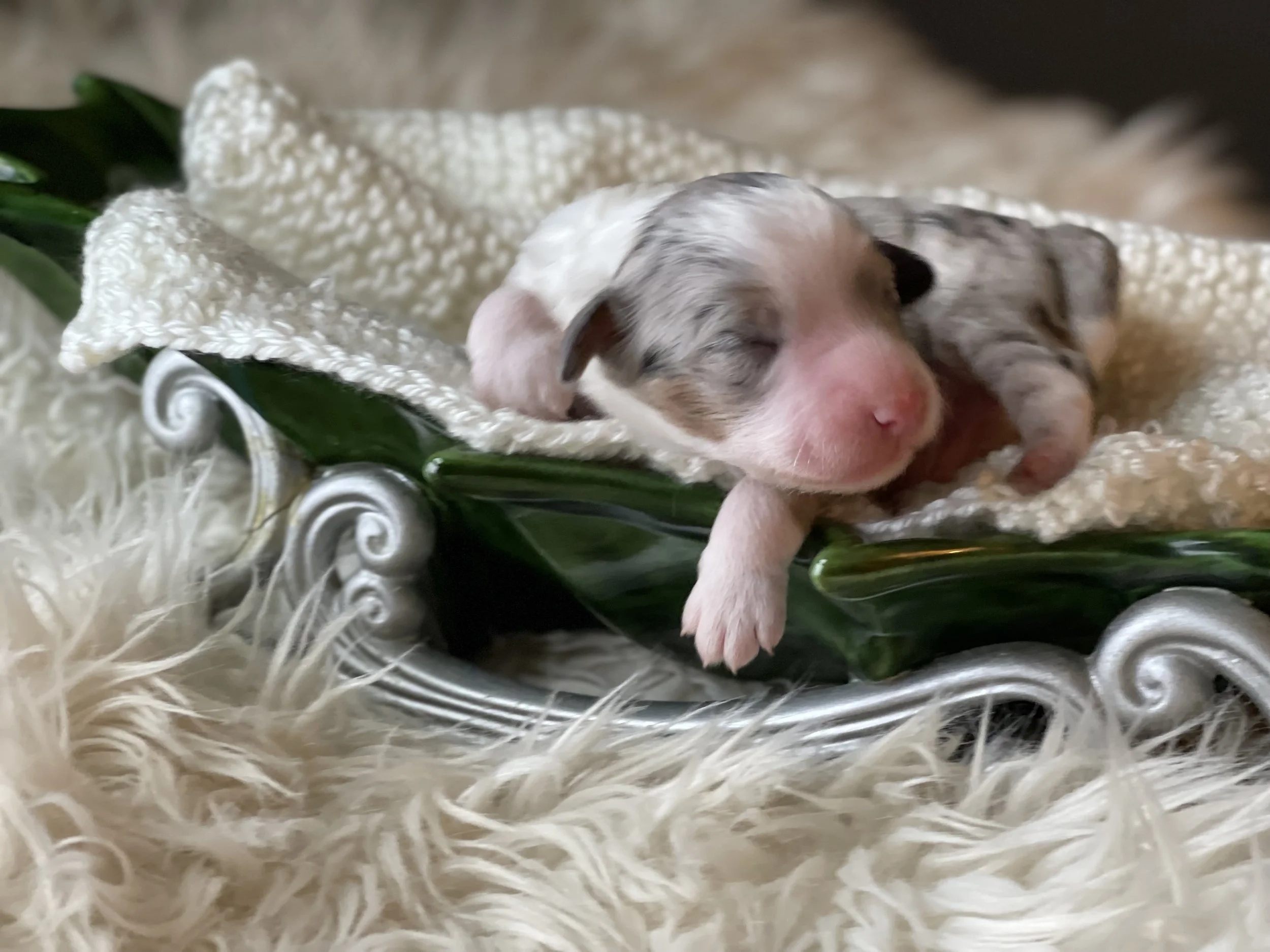 tri blue merle aussiedoodle