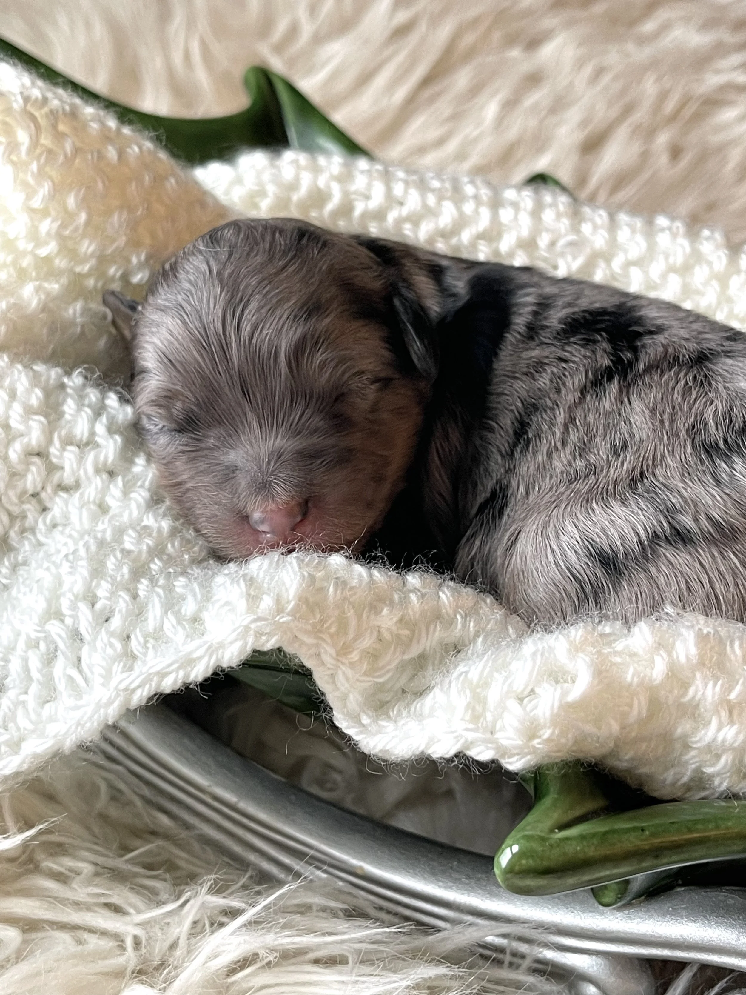tri blue merle aussiedoodle