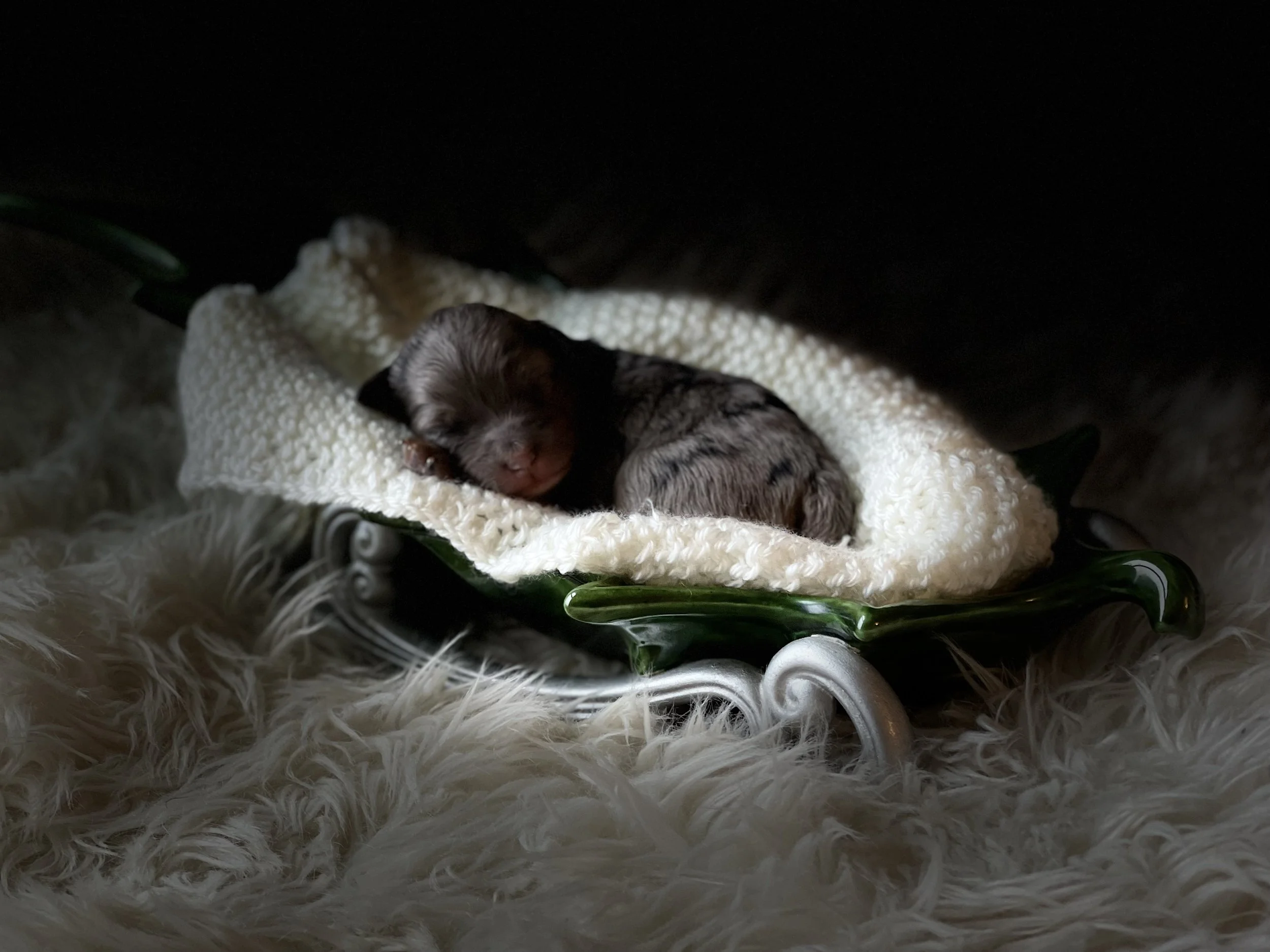 tri blue merle mini aussiedoodle