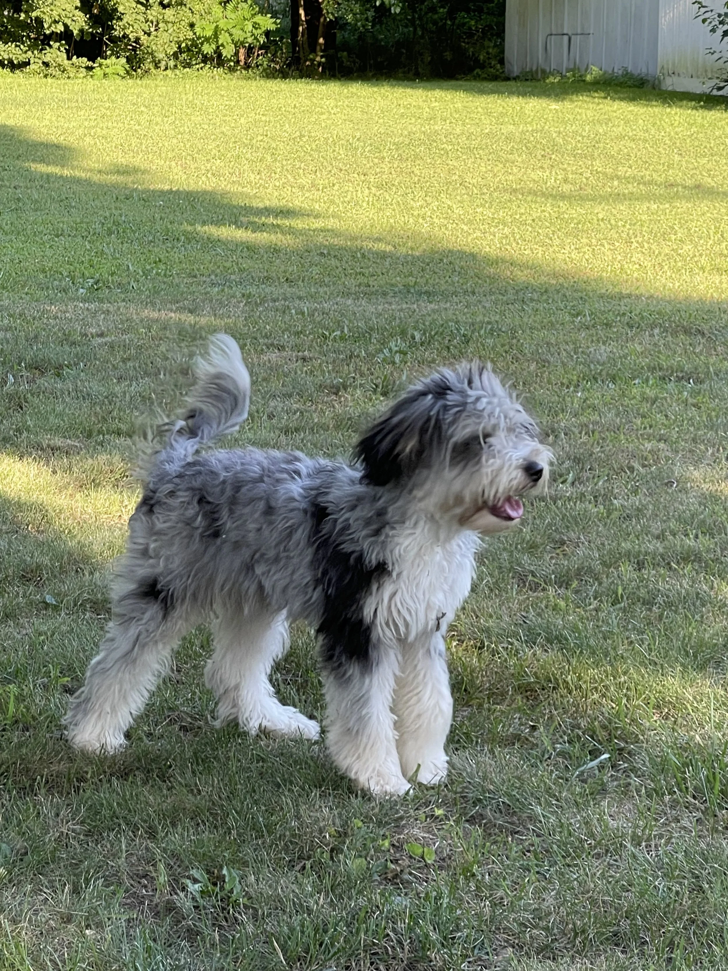 Tri blue merle black tri aussiedoodle