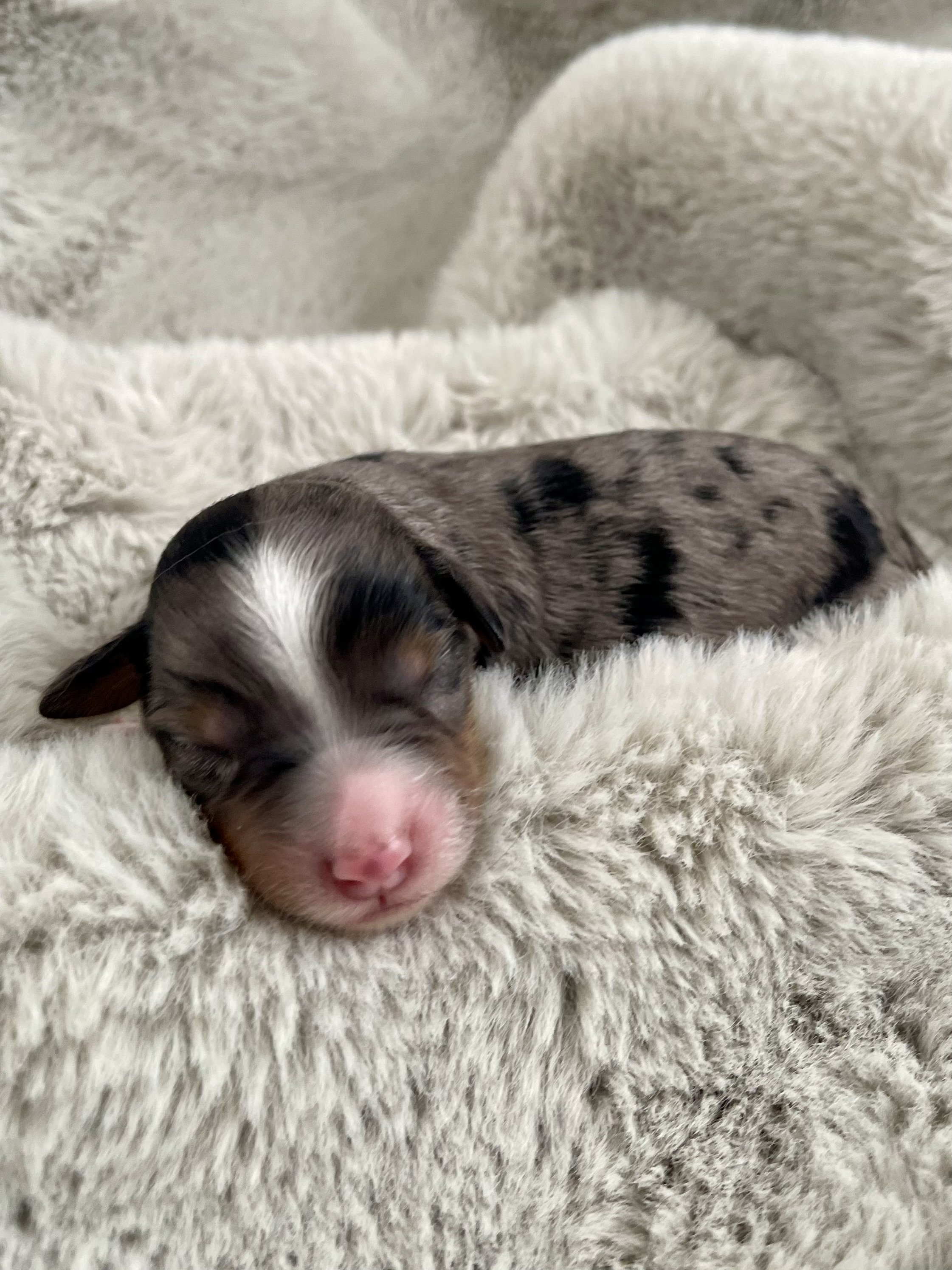 Tri bluue merle aussiedoodle