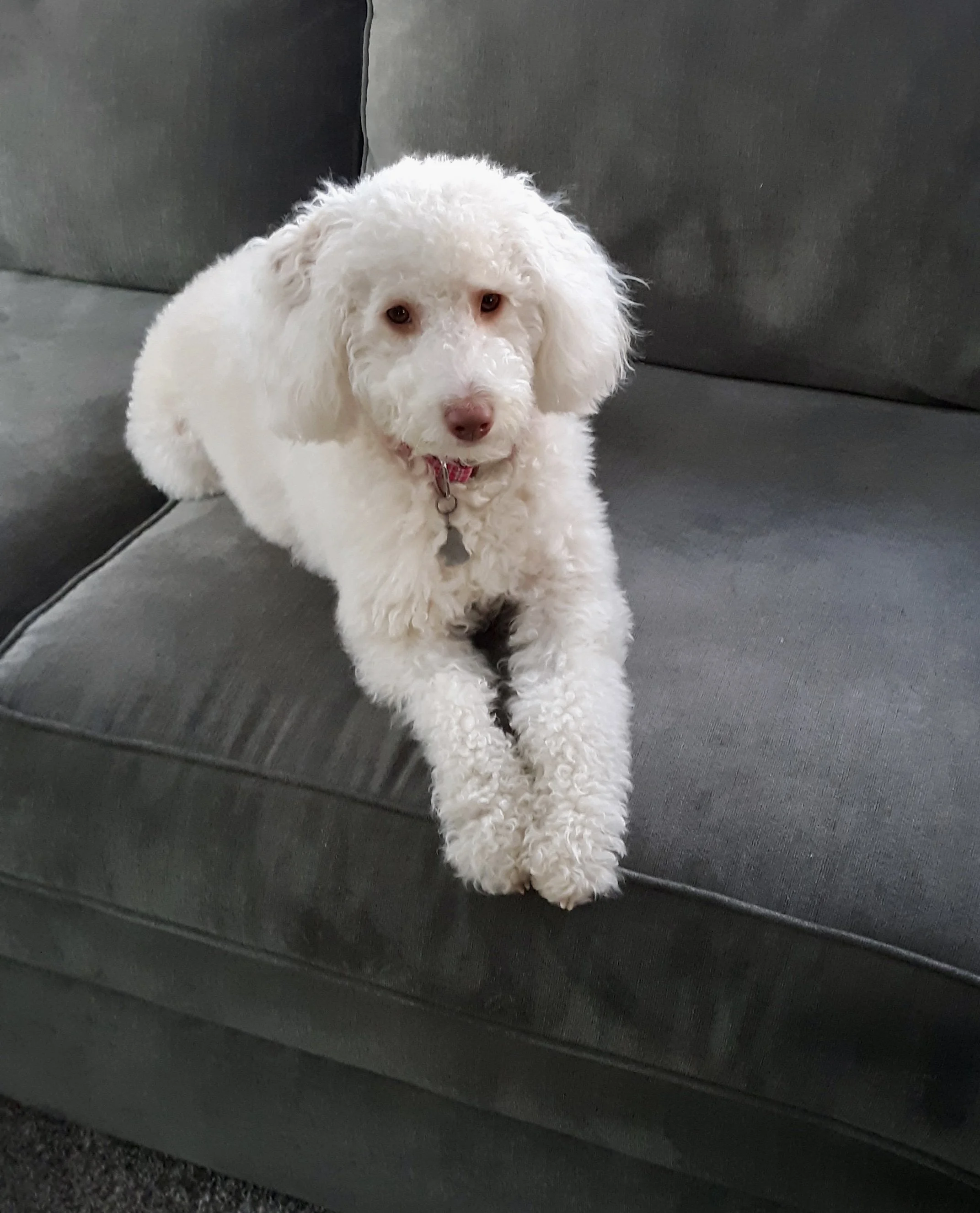 cream apricot  aussiedoodle with green eyes