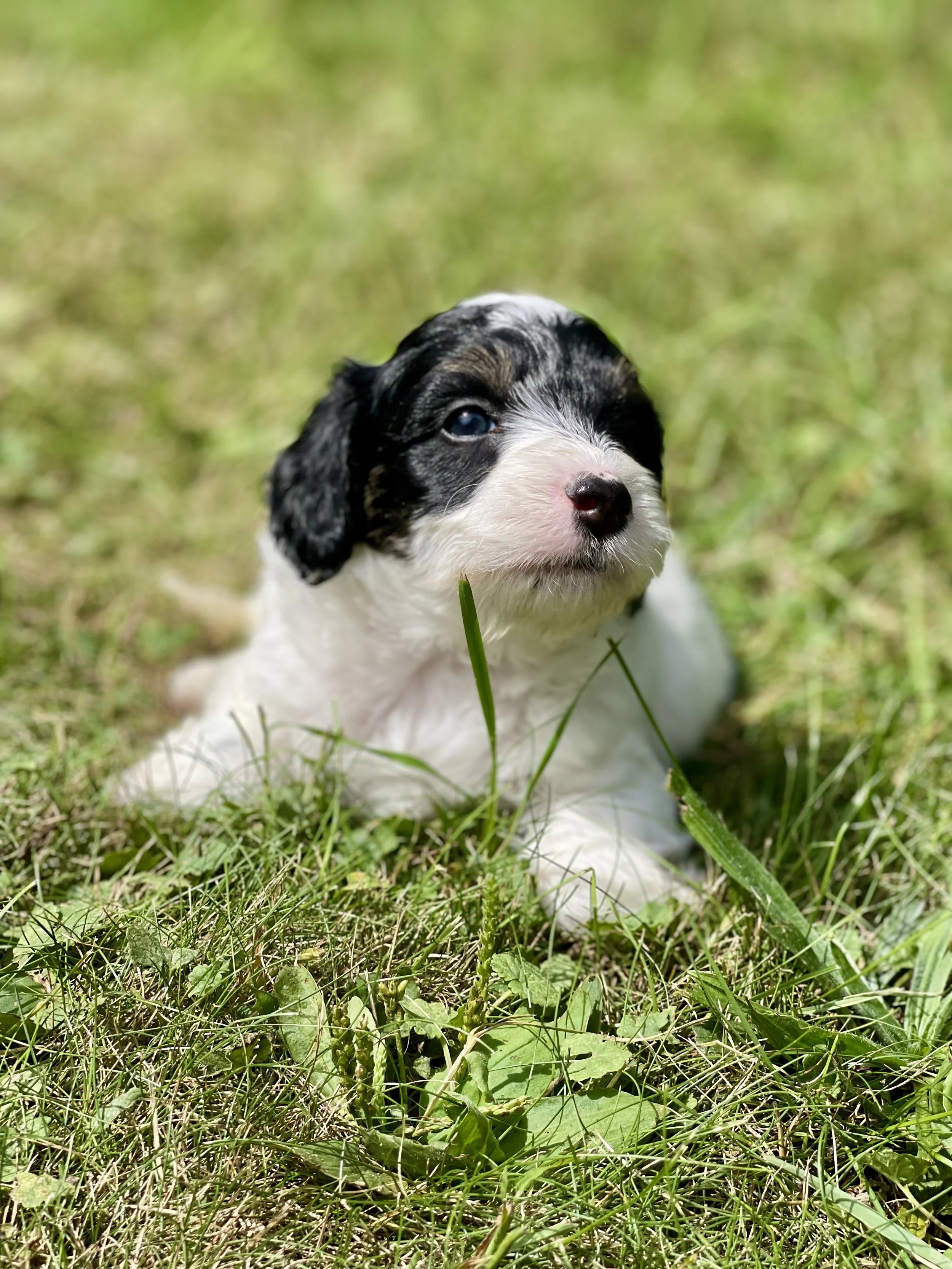 Snoopy black and white parti aussiedoodle