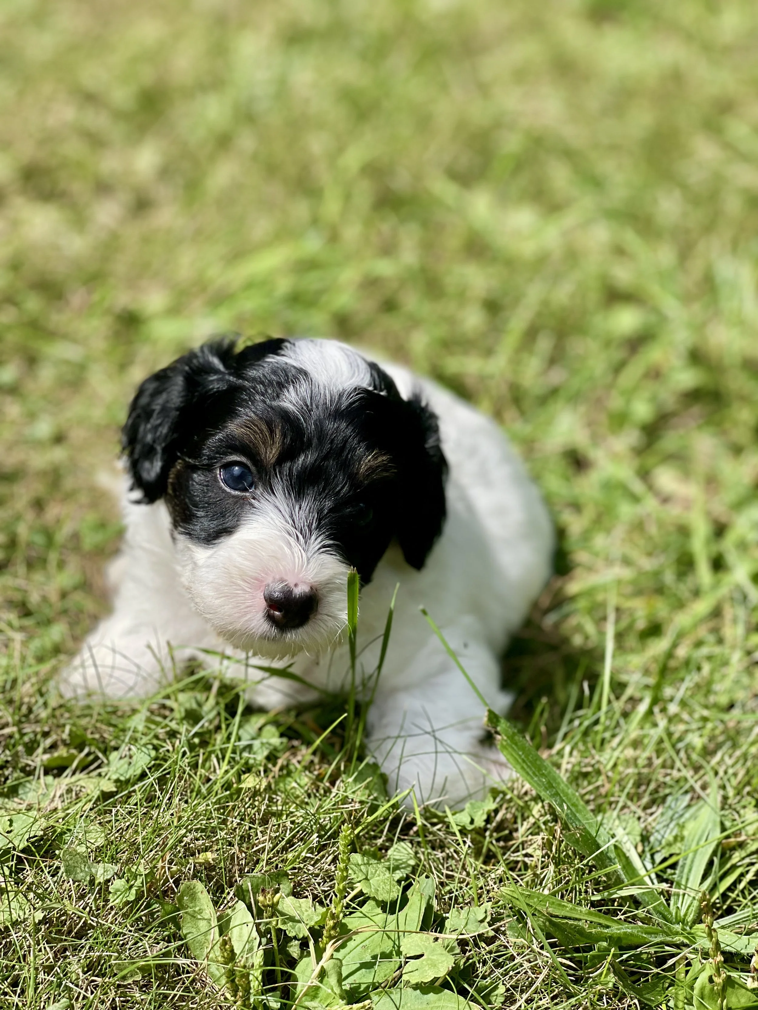 Black and white aussiedoodle