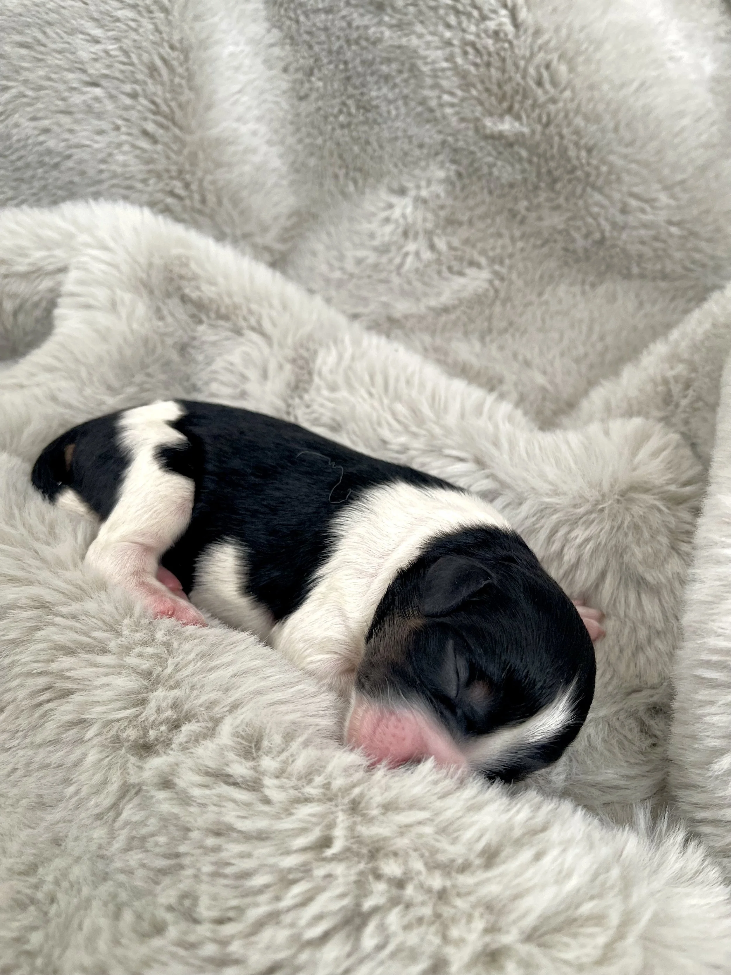 tri blue merle aussiedoodle
