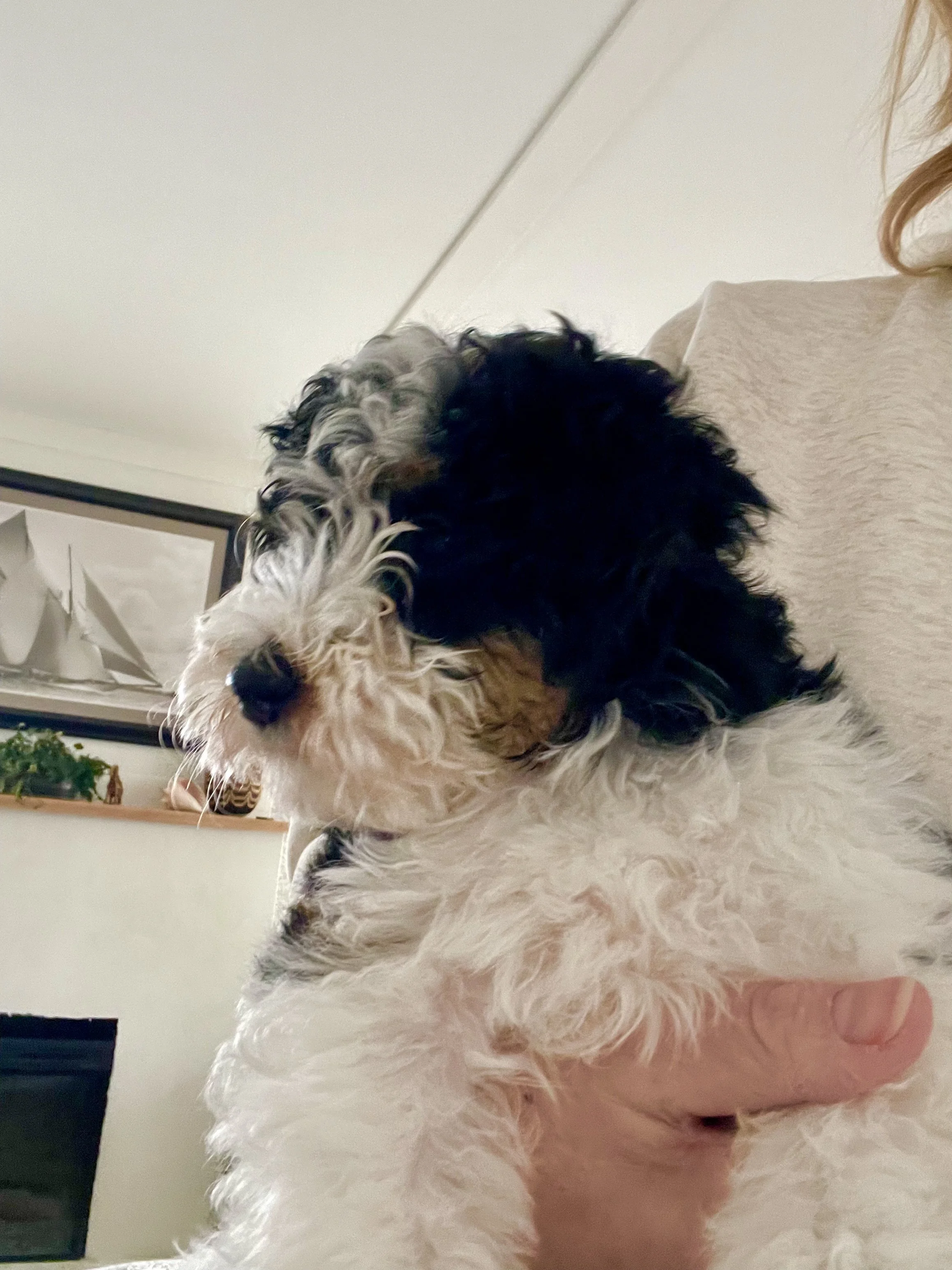 tri blue merle black tri aussiedoodle