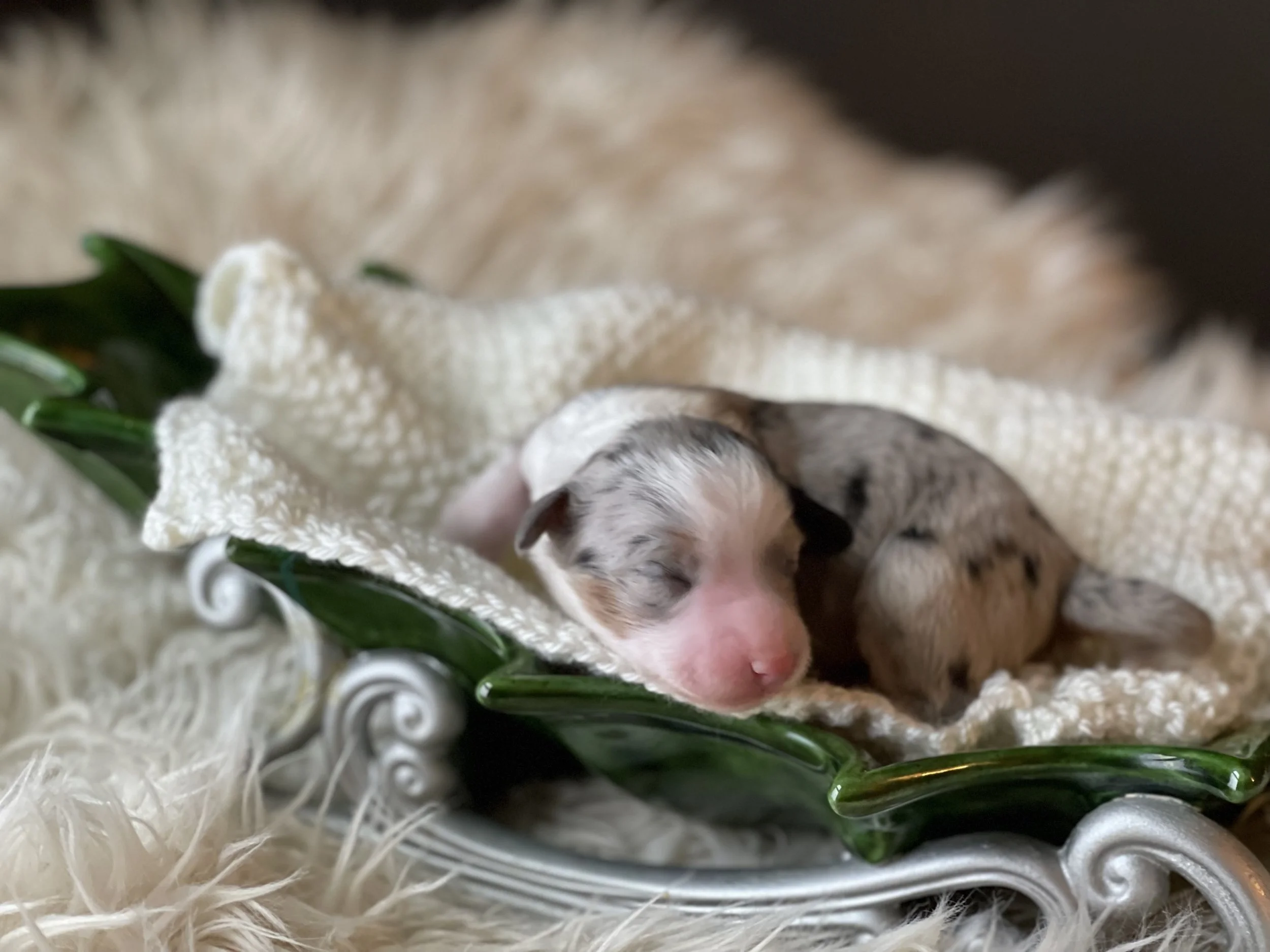 tri blue merle aussiedoodle