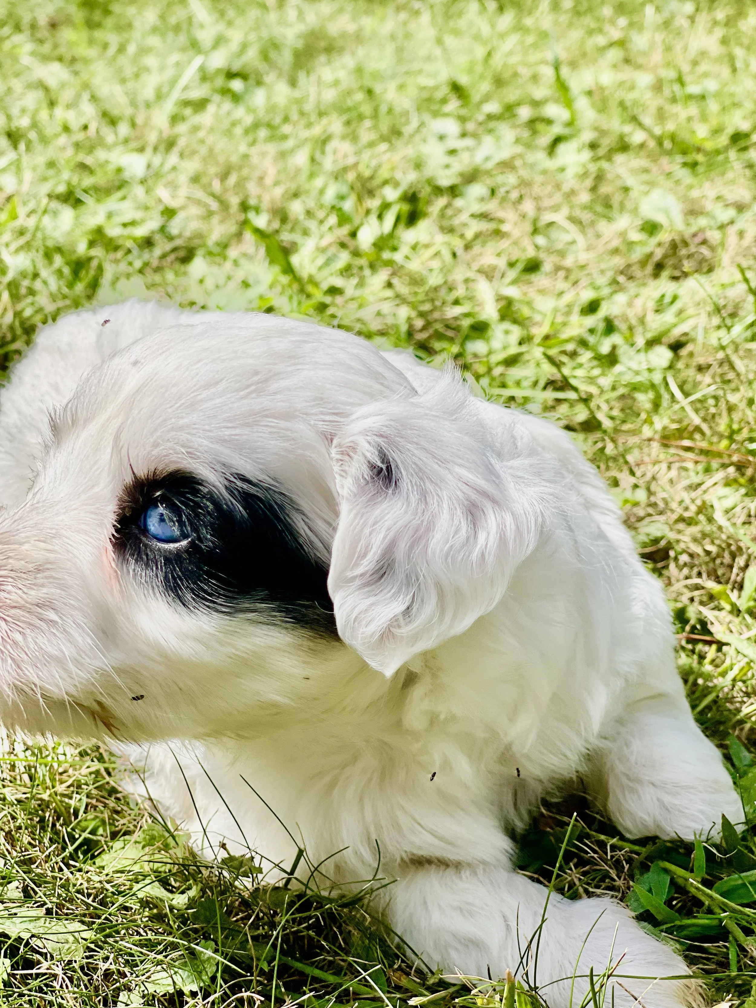 Black and white parti aussiedoodle