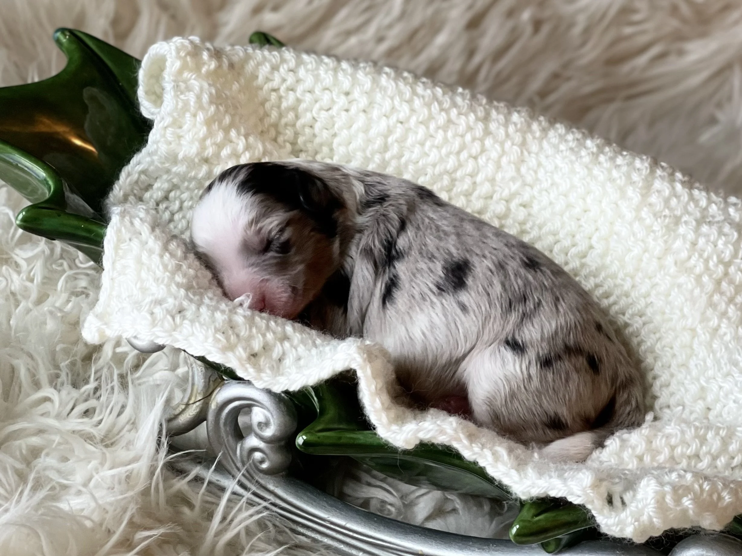 tri blue merle auussiedoodle