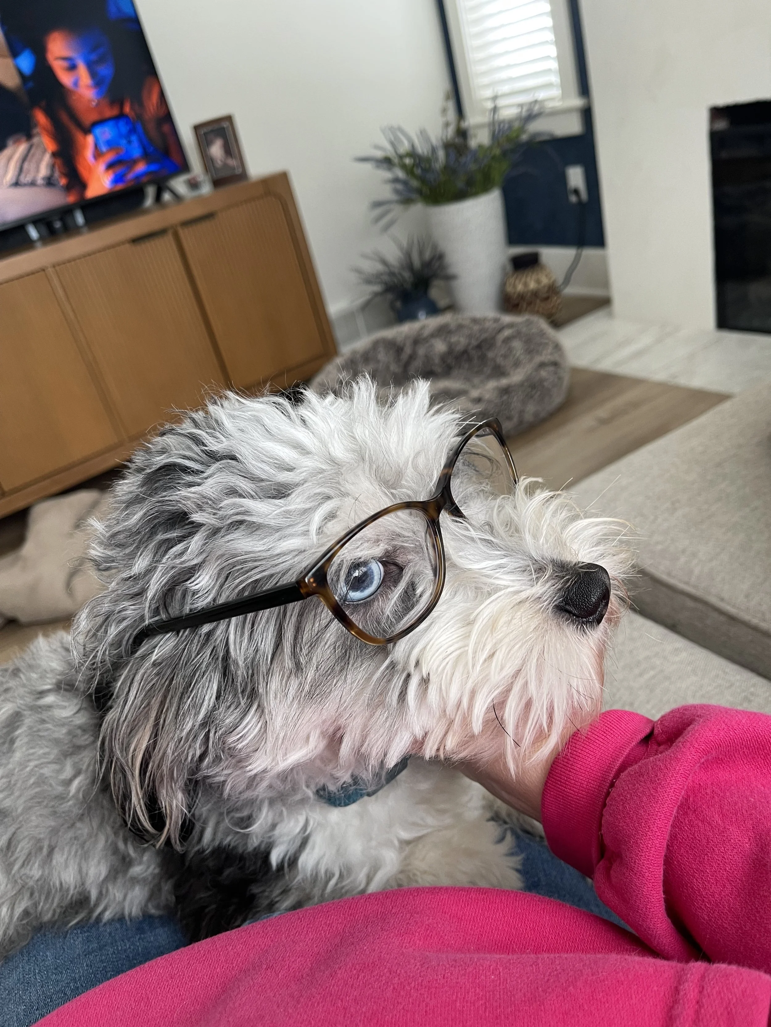 tri blue merle black tri aussiedoodle