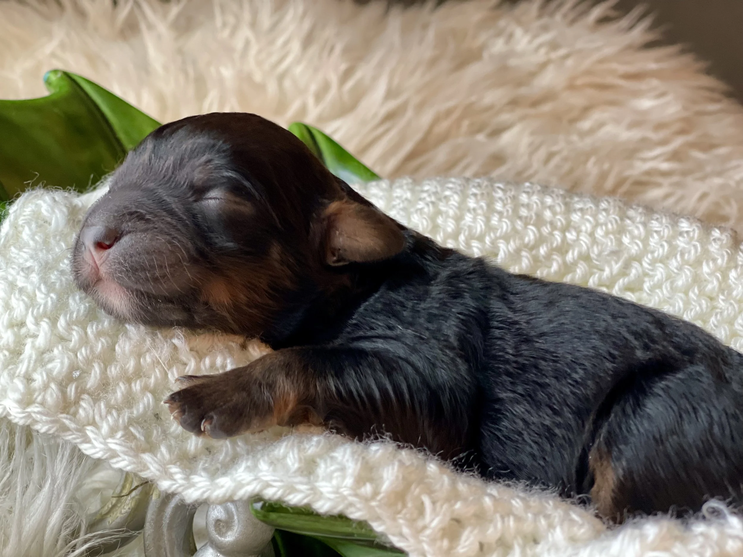 tri black phantom aussiedoodle