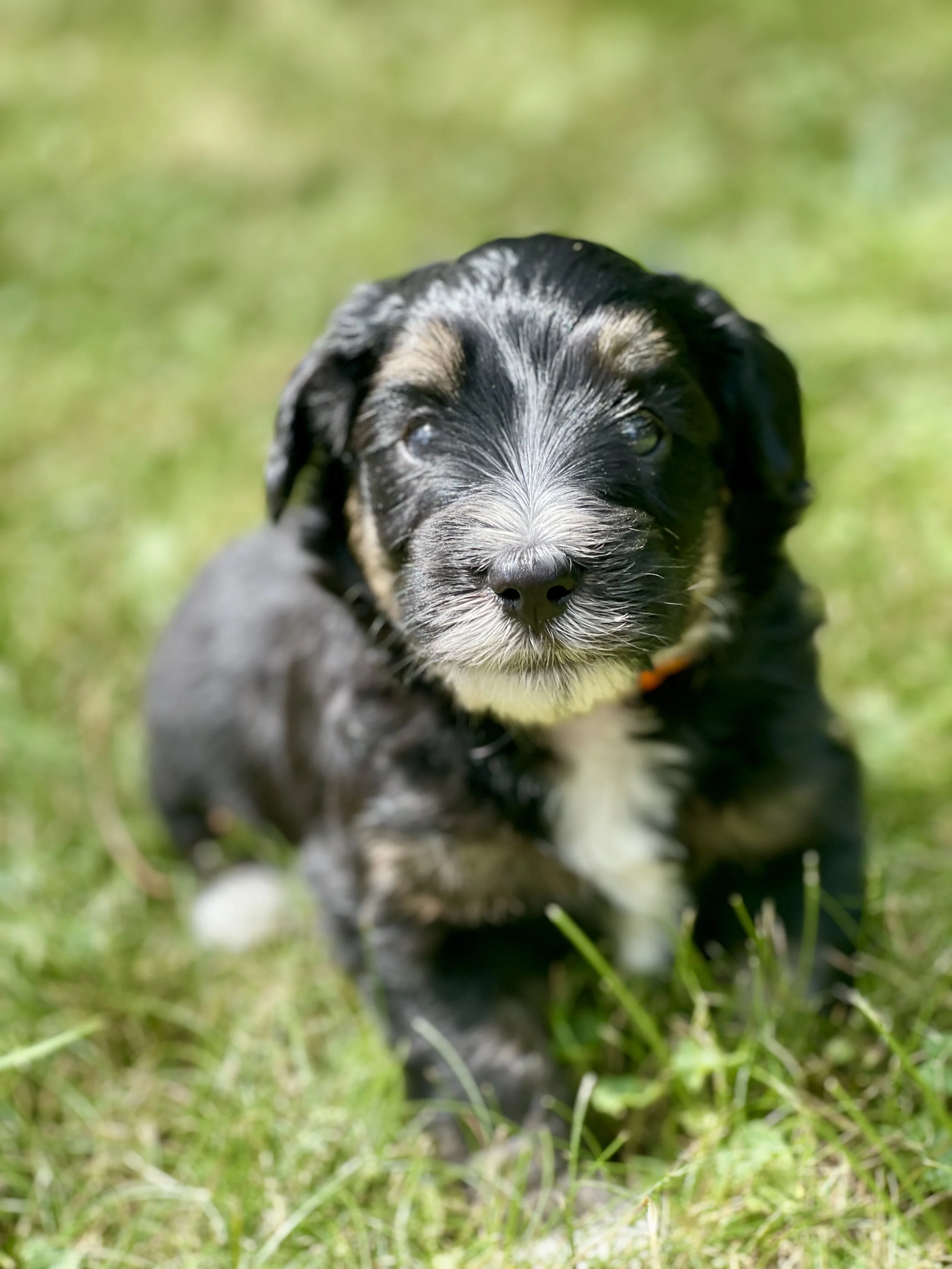 Tuxedo black tri aussiedoodle