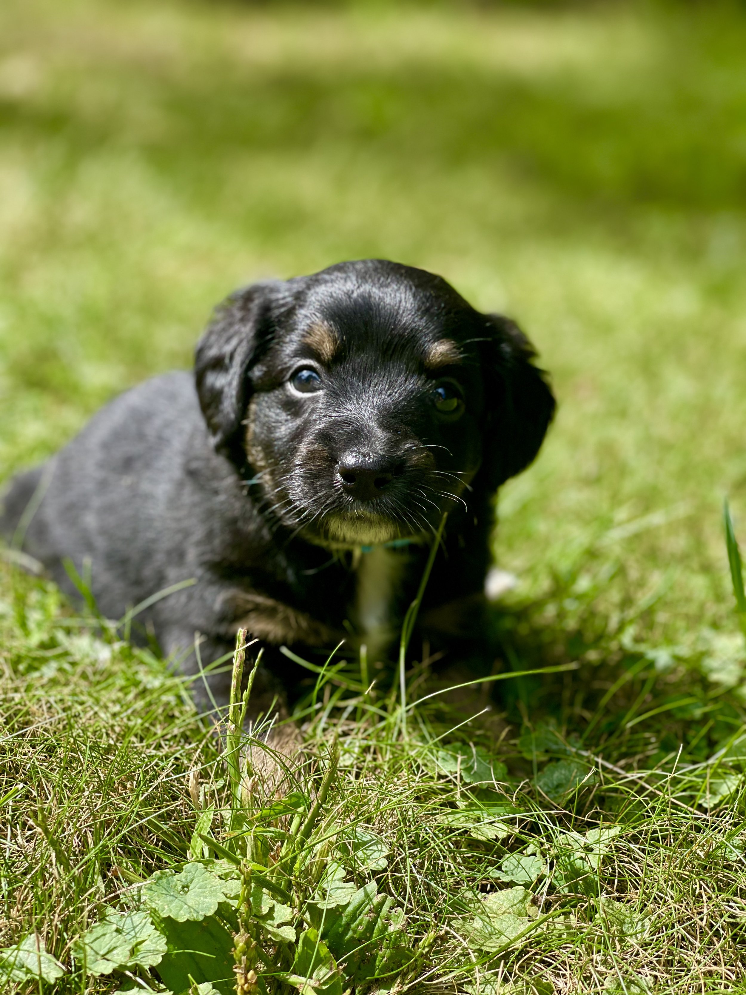 Tuxedo black tri aussiedoodle