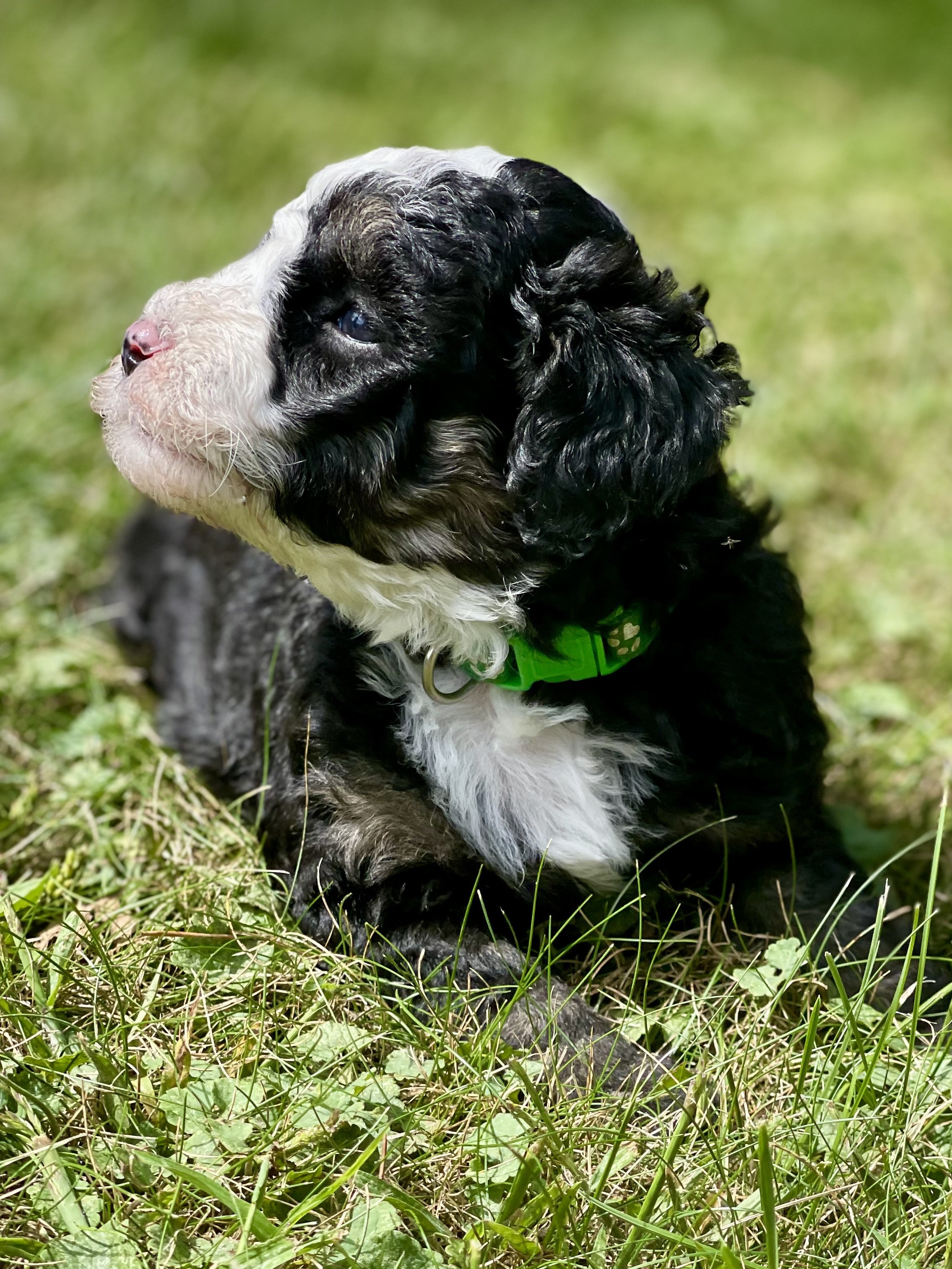 Tuxedo black tri aussiedoodle