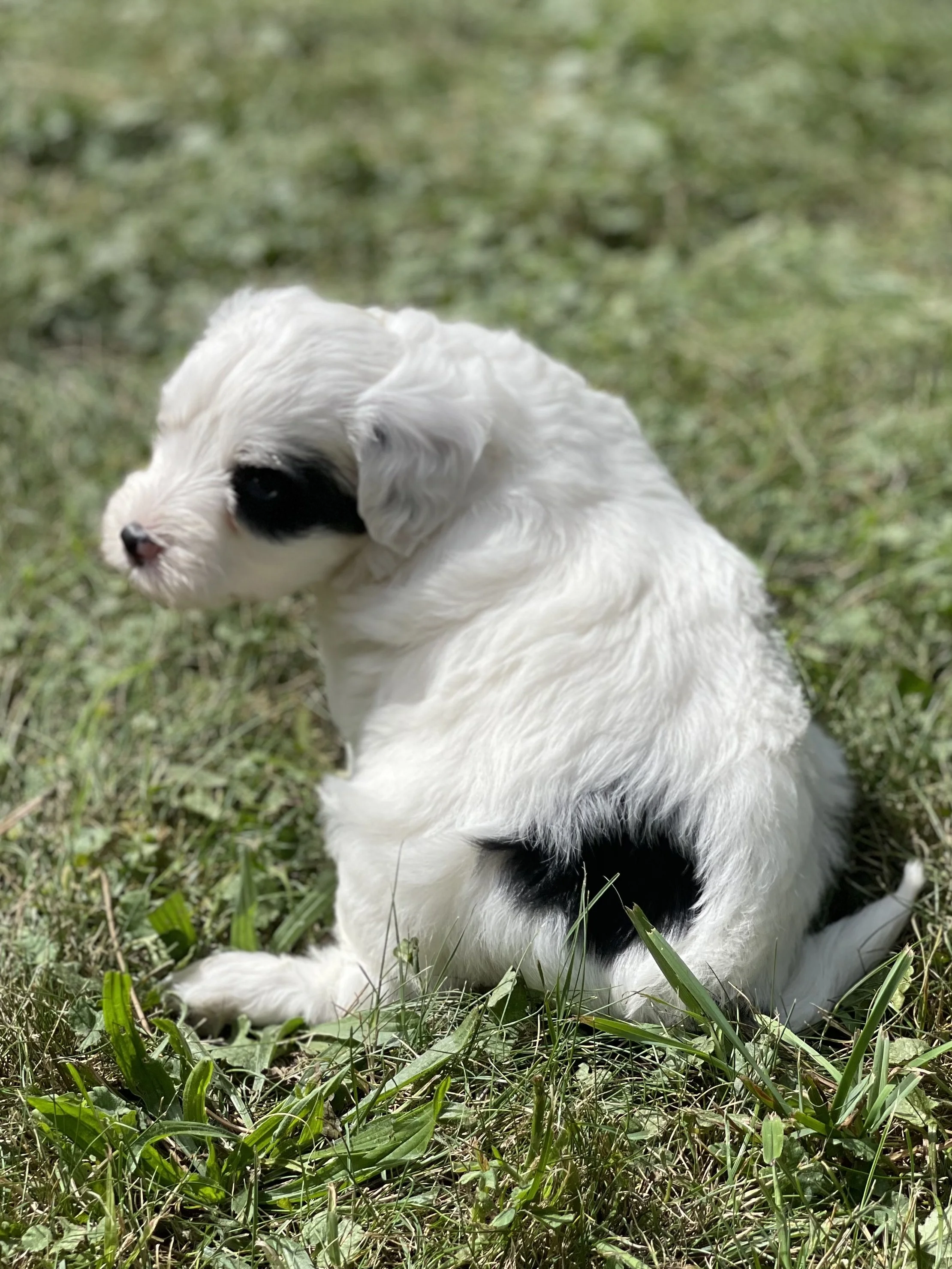 black and whit parti aussiedoodle