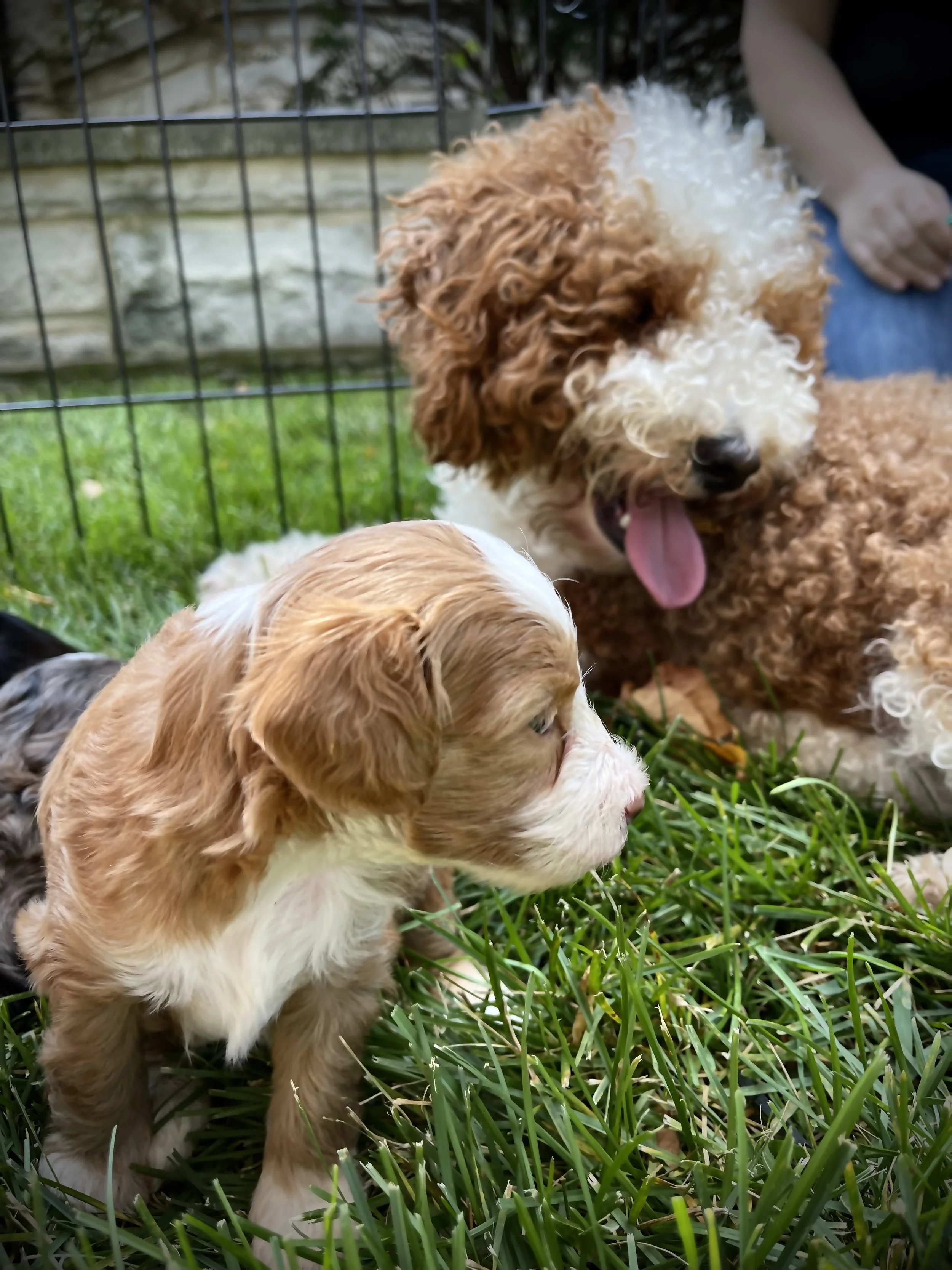 red and white tuxedo aussiedoodle nonfading all clear genetics