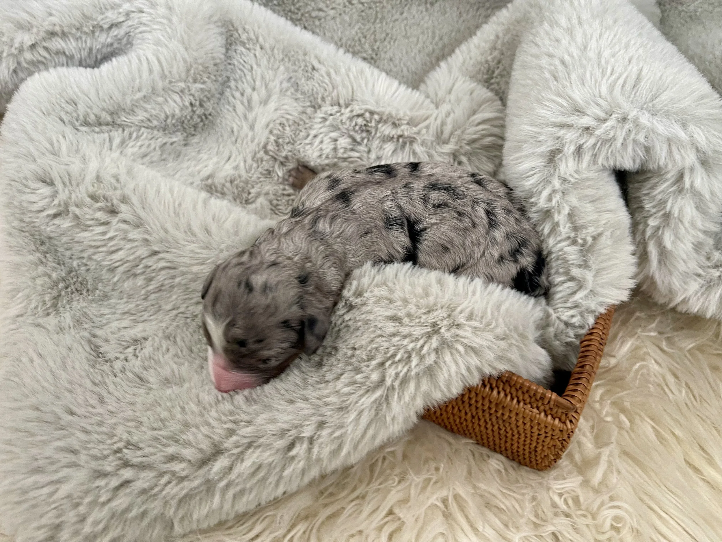 tri blue merle aussiedoodle